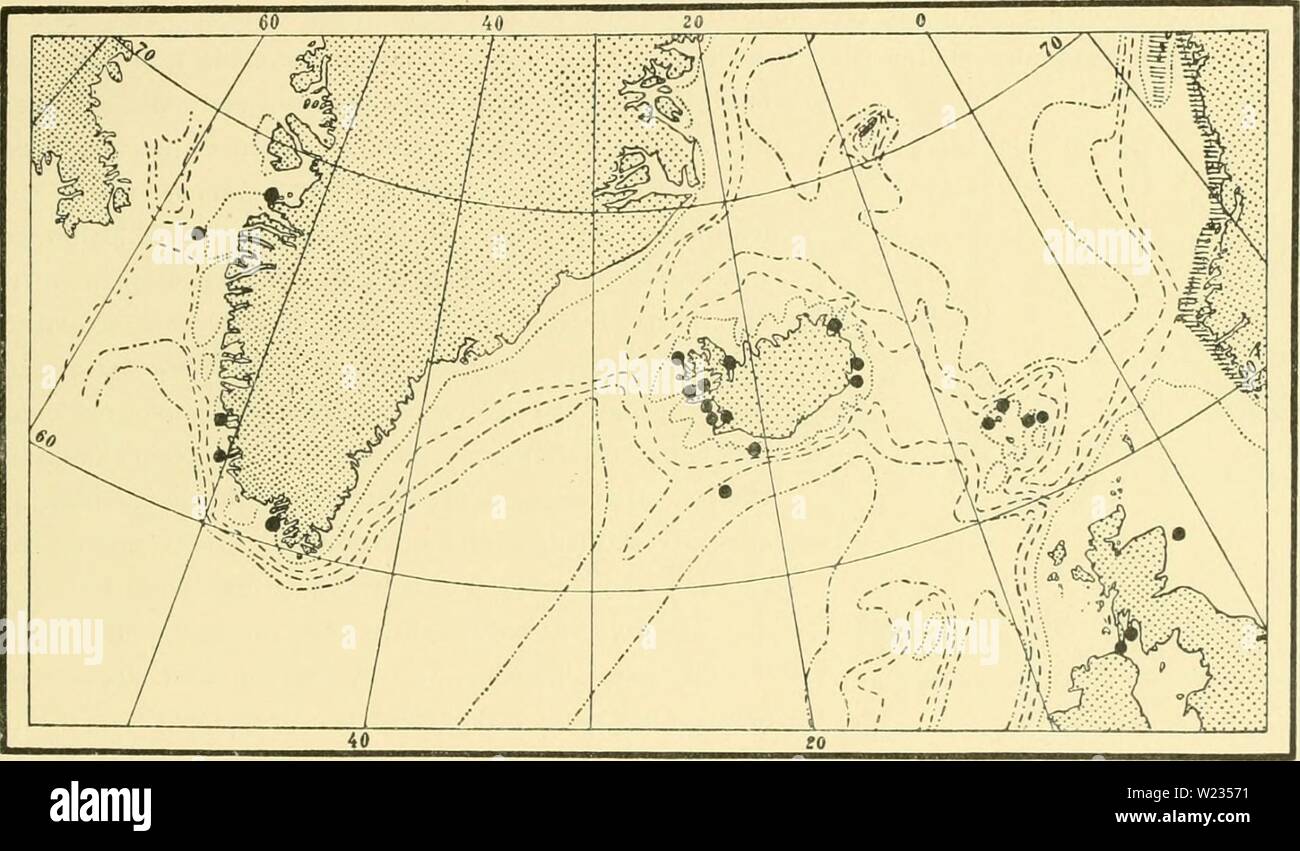 Archive image from page 134 of The Danish Ingolf-expedition (1898). The Danish Ingolf-expedition  danishingolfexpe1517dani Year: 1898  HYDROIDA II 129 The principal difference, as compared with Sertularia cuprcssina, is apparent, even in quite young colonies, from the shape of the hydrothecae. Sertularia tenera (fig. LXVII) has larger hydro- thecse than the mentioned species, and the highly divergent, quite large distal free part gives the colonies a peculiar appearance, very suggestive of Abietinaria filicula (Ellis et Solander) with which also its dimensions very nearly agree. A character ap Stock Photo
