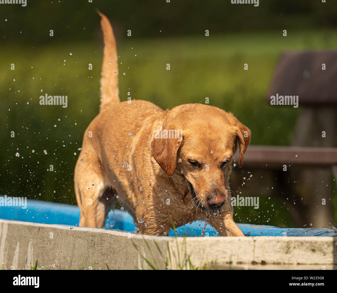 Adorable young Golden Retriever dog is playing in the water and has joy ...