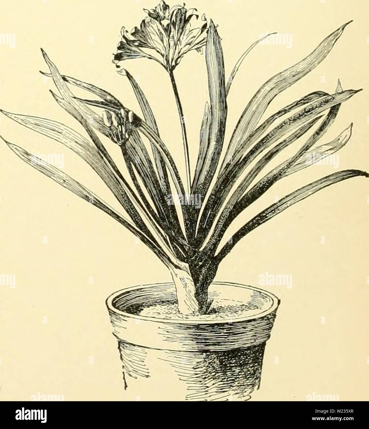 Archive image from page 137 of Cyclopedia of American horticulture, comprising. Cyclopedia of American horticulture, comprising suggestions for cultivation of horticultural plants, descriptions of the species of fruits, vegetables, flowers and ornamental plants sold in the United States and Canada, together with geographical and biographical sketches, and a synopsis of the vegetable kingdom  cyclopediaofamer02bail Year: 1906  336 CLIDEMIA John Saul, has large, oval, pointed Ivs. with 5 strong ner-es, and a narrow band of white down each side of the midrib. I.H. 22:219. R.H. 1876, p. 23:i. CLI Stock Photo
