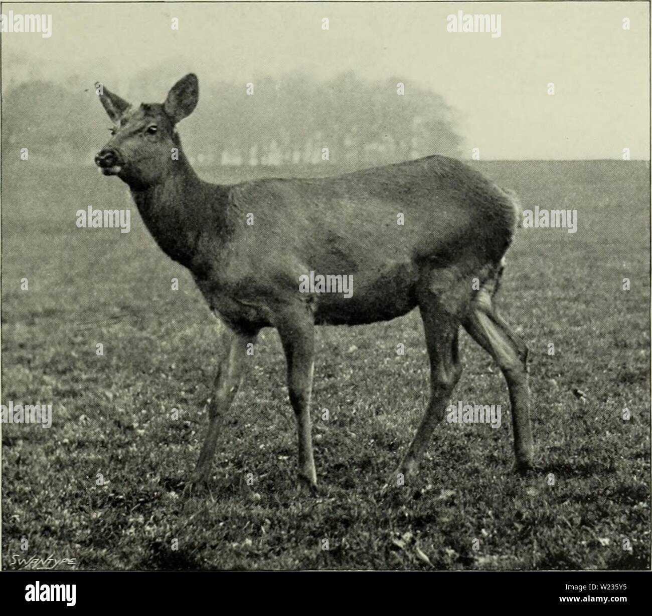Archive image from page 136 of The deer of all lands;. The deer of all lands; a history of the family Cervidæ living and extinct  deerofalllandshi00lyde Year: 1898  Manchurian Wapiti 103 by the hinds at Woburn Abbey) is distinctly red, brighter even than in the red deer, while the winter coat is tawny yellow, of a different tint from that of the East American race. No trace of red is observable in the Altai wapiti. The type specimens of Cervus luehdorji, which comprised two pairs, were obtained from Transbaikalia, and were probably brought from the Bureatish Steppe of Northern Manchuria by nom Stock Photo