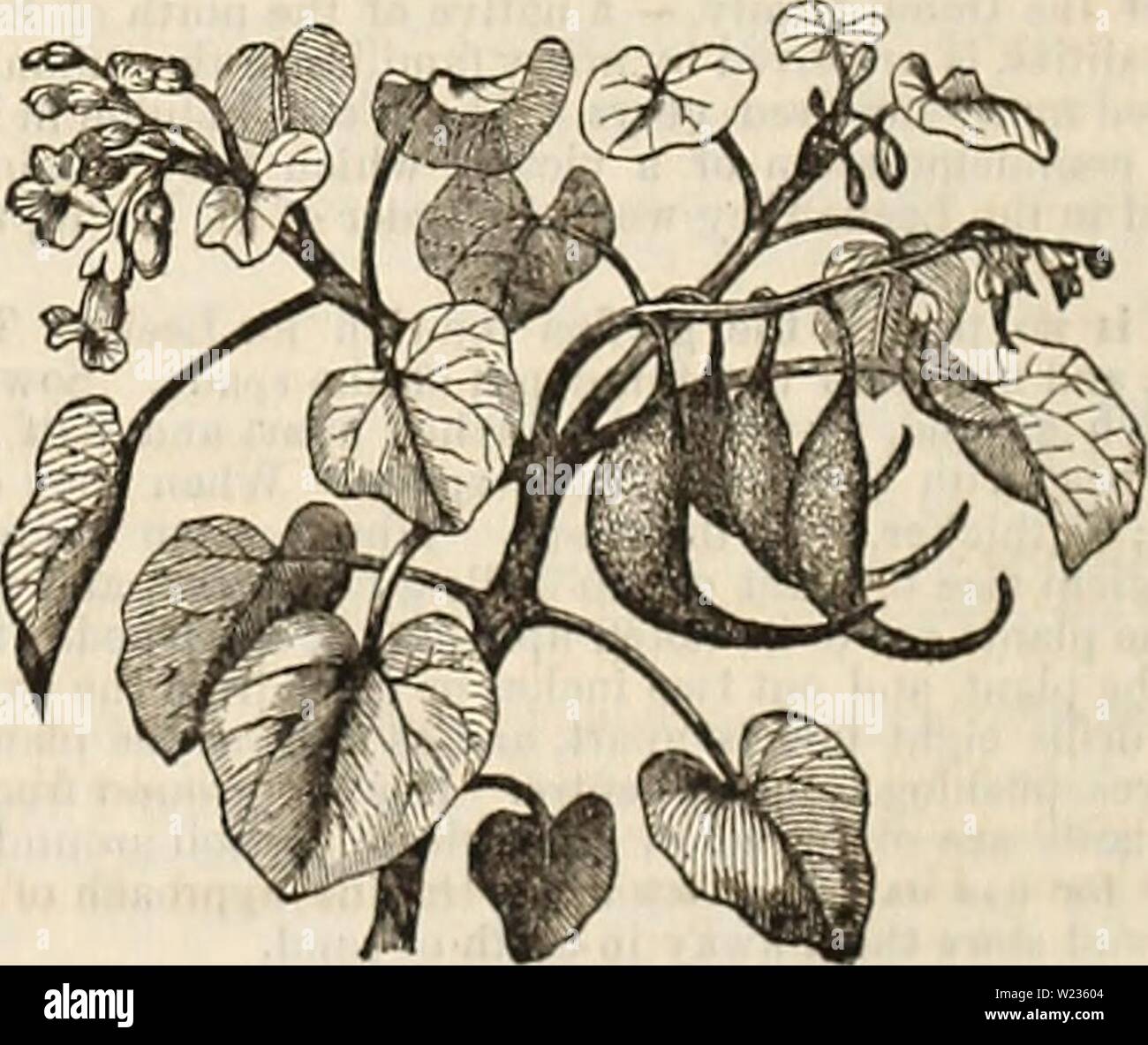 Archive image from page 137 of Curtis, Cobb & Washburn's amateur. Curtis, Cobb & Washburn's amateur cultivator's guide to the flower and kitchen garden for 1878  curtiscobbwashbu1878curt Year: 1878  ' ' ' rf LETTUCE (Lactuca Sativa). German, Z,aiic/i. — French, Xaiwe. — Spanish, Lechuga. I'tie Lettuce is generally divkled into two classes: viz., Cabbage Lettuces and CDs Let- tuces. The Cabbaee have round heads and broad-spreading leaves; the Cos varieties have long heads, and upright, oblong leaves. Culture.—A very rich soii is necessary to produce fine head Lettuce. Its crisp and tender quali Stock Photo