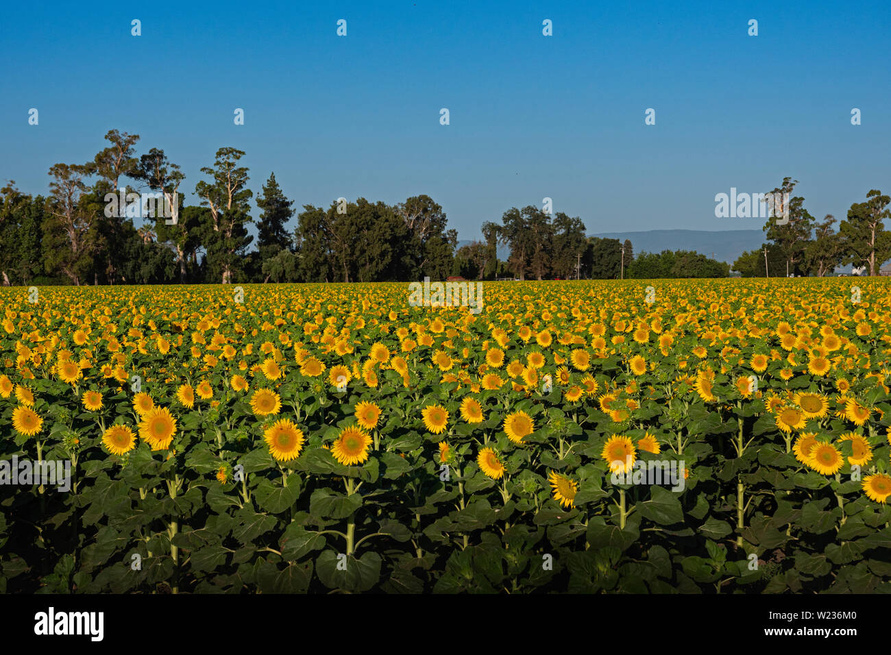 Sunflower Fields Dixon California Stock Photo