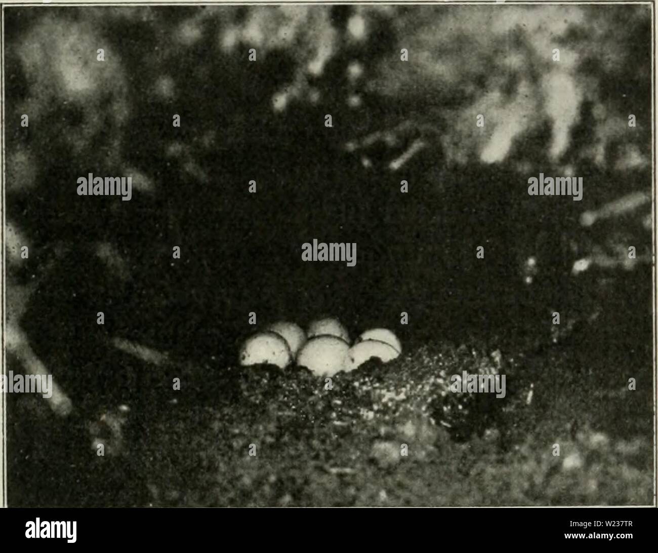 Archive image from page 142 of Dansk ornithologisk forenings ...