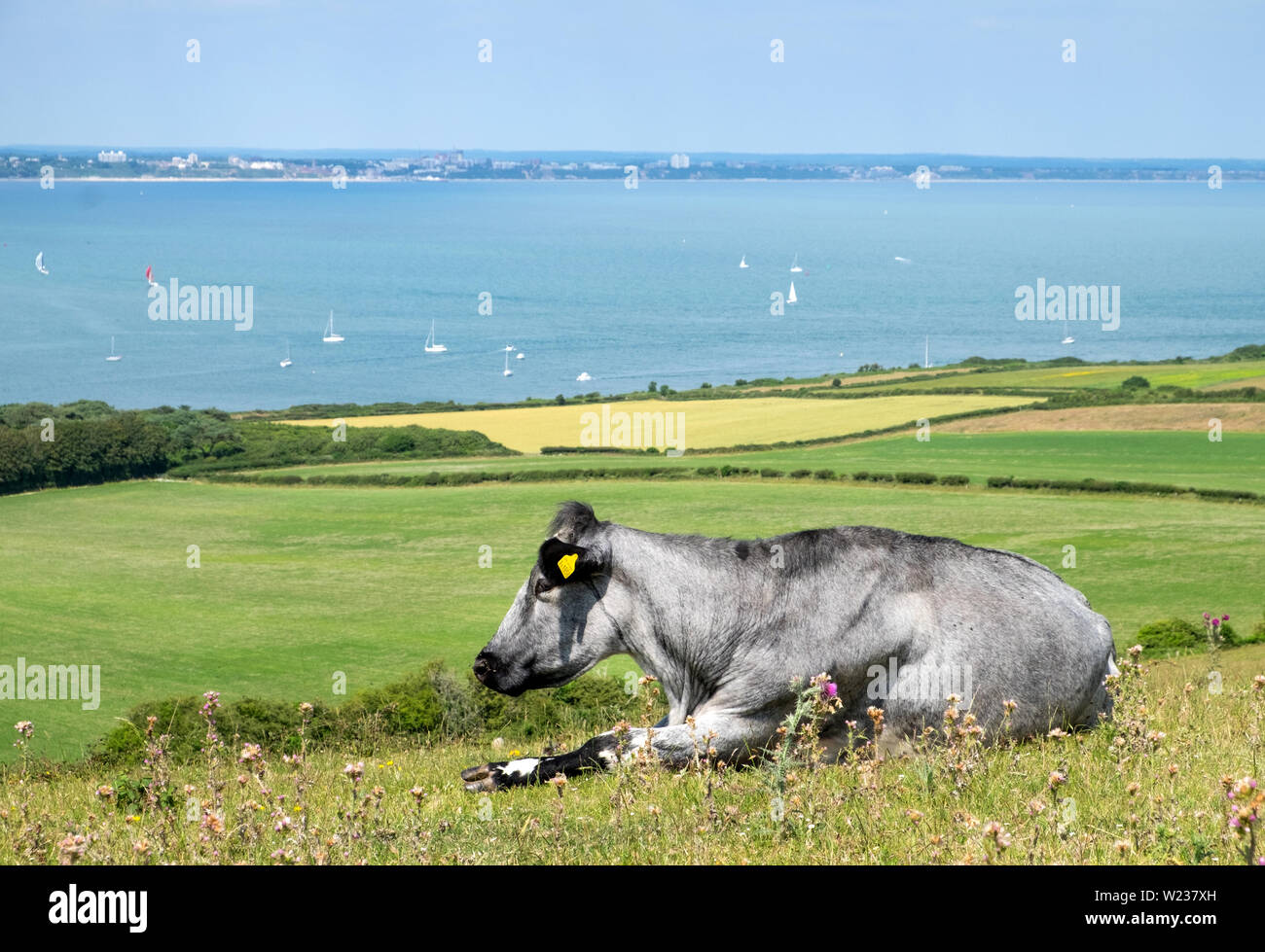 Cattle grazing on Ballard Down with Studland Bay in the distance, on the Isle of Purbeck, Dorset, UK Stock Photo