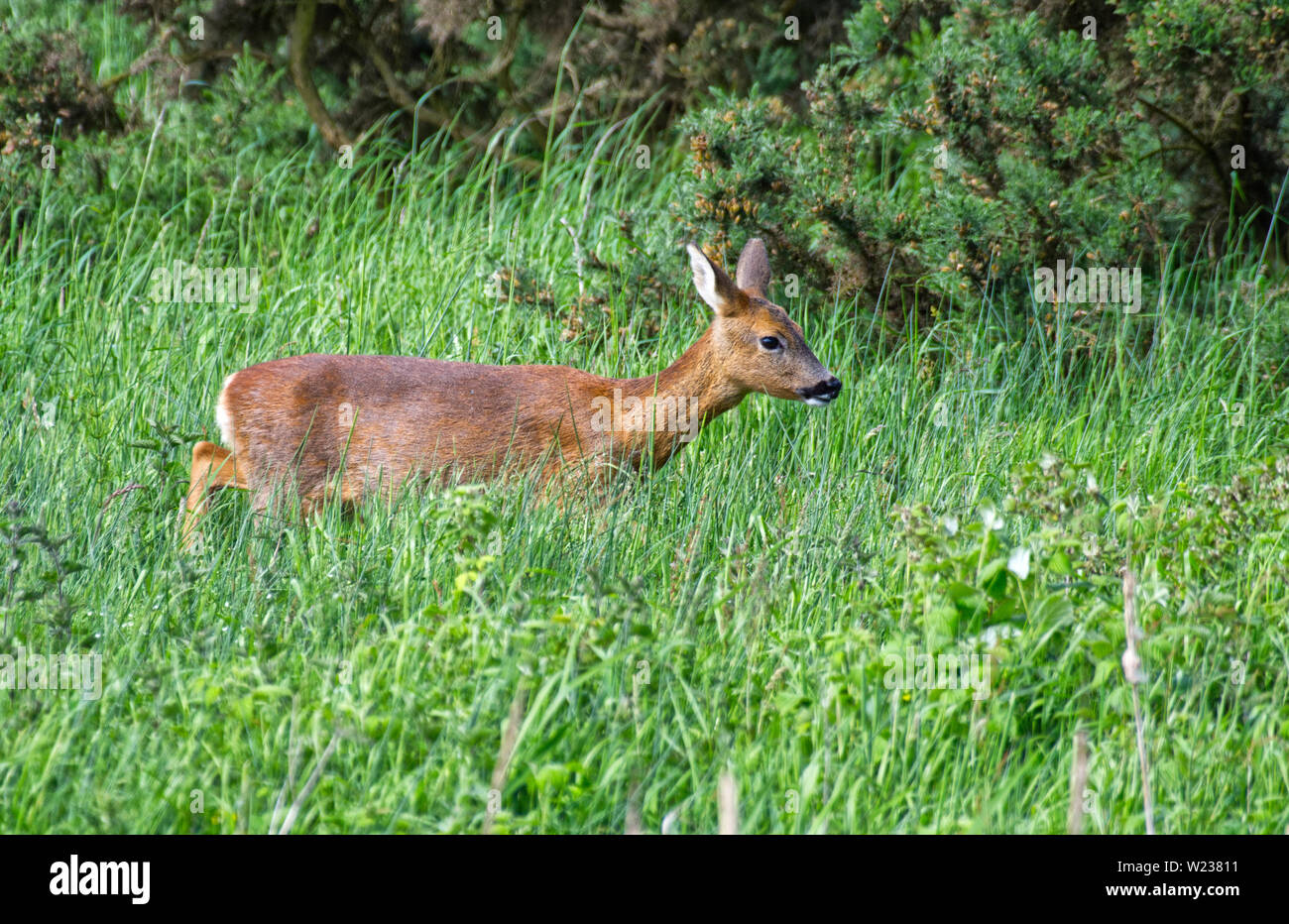 Roe deer doe and fawns hi-res stock photography and images - Alamy