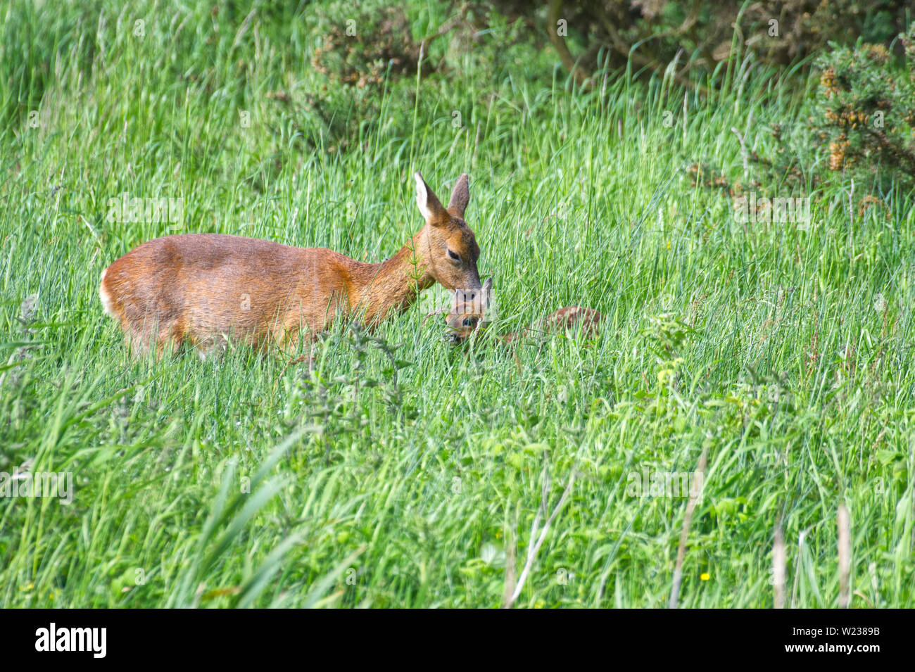 Roe deer doe and fawns hi-res stock photography and images - Alamy