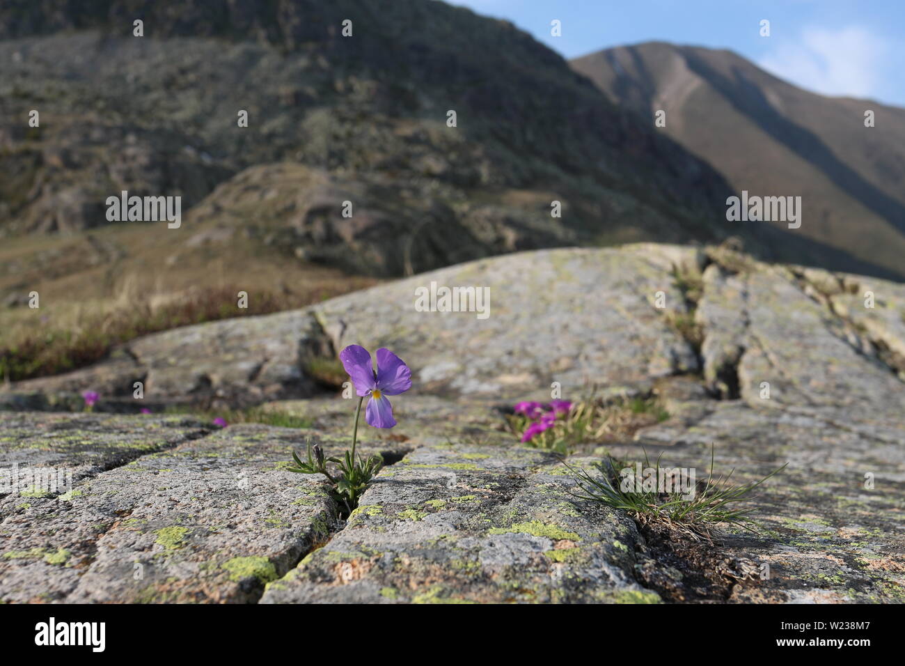 Viola tricolor (Johnny Jump up) growing on the rock at high altitude with mountains in the background in French Alps Stock Photo