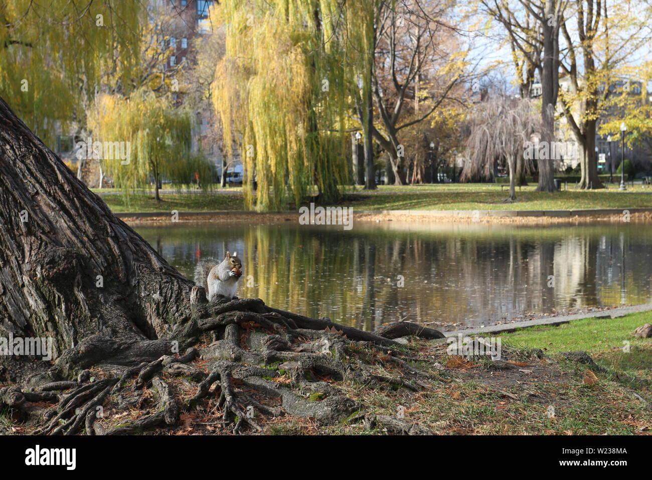 Squirrel seating on tree roots hires stock photography and images Alamy