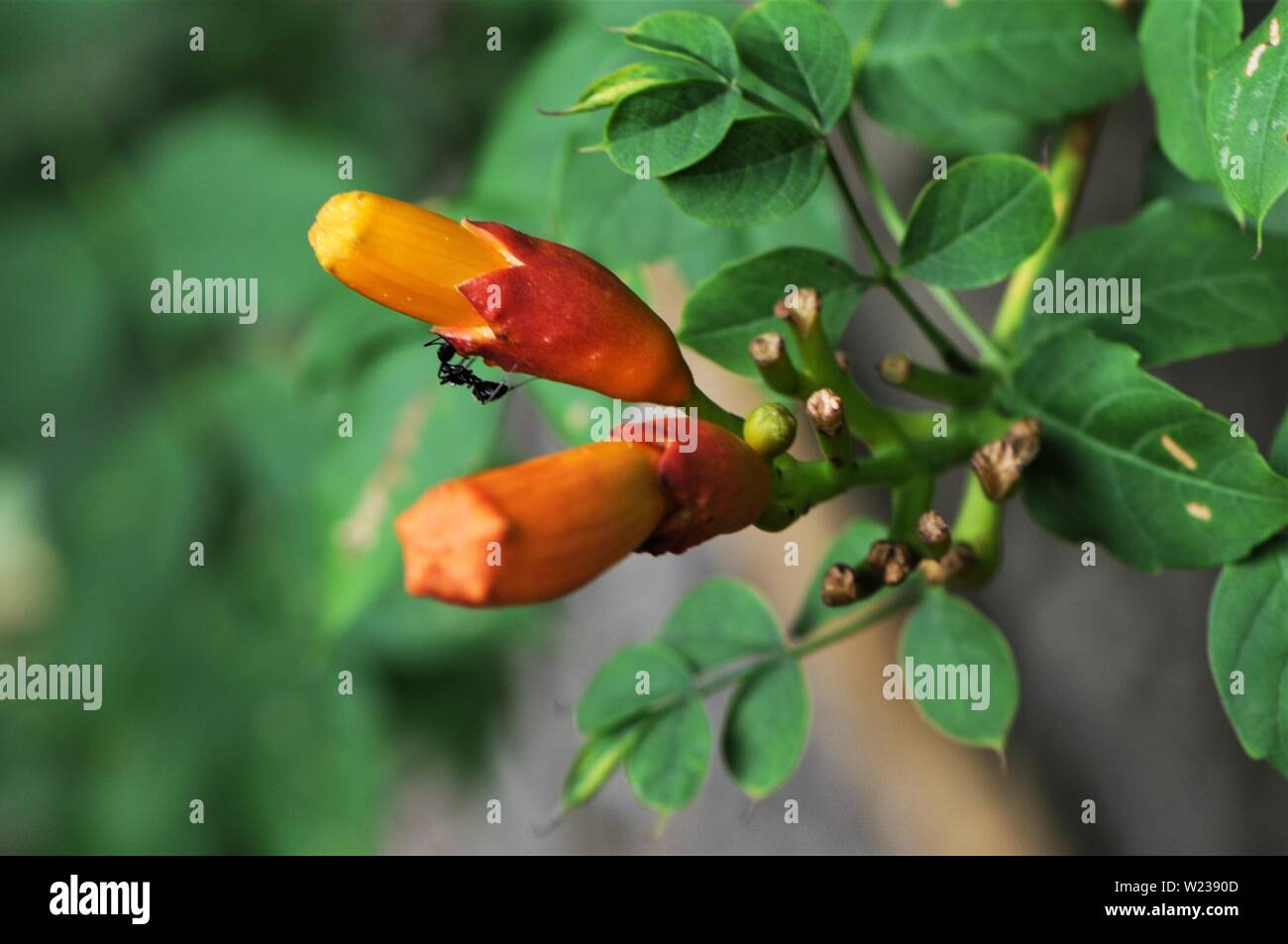 Ant crawling on trumpet vine Stock Photo Alamy