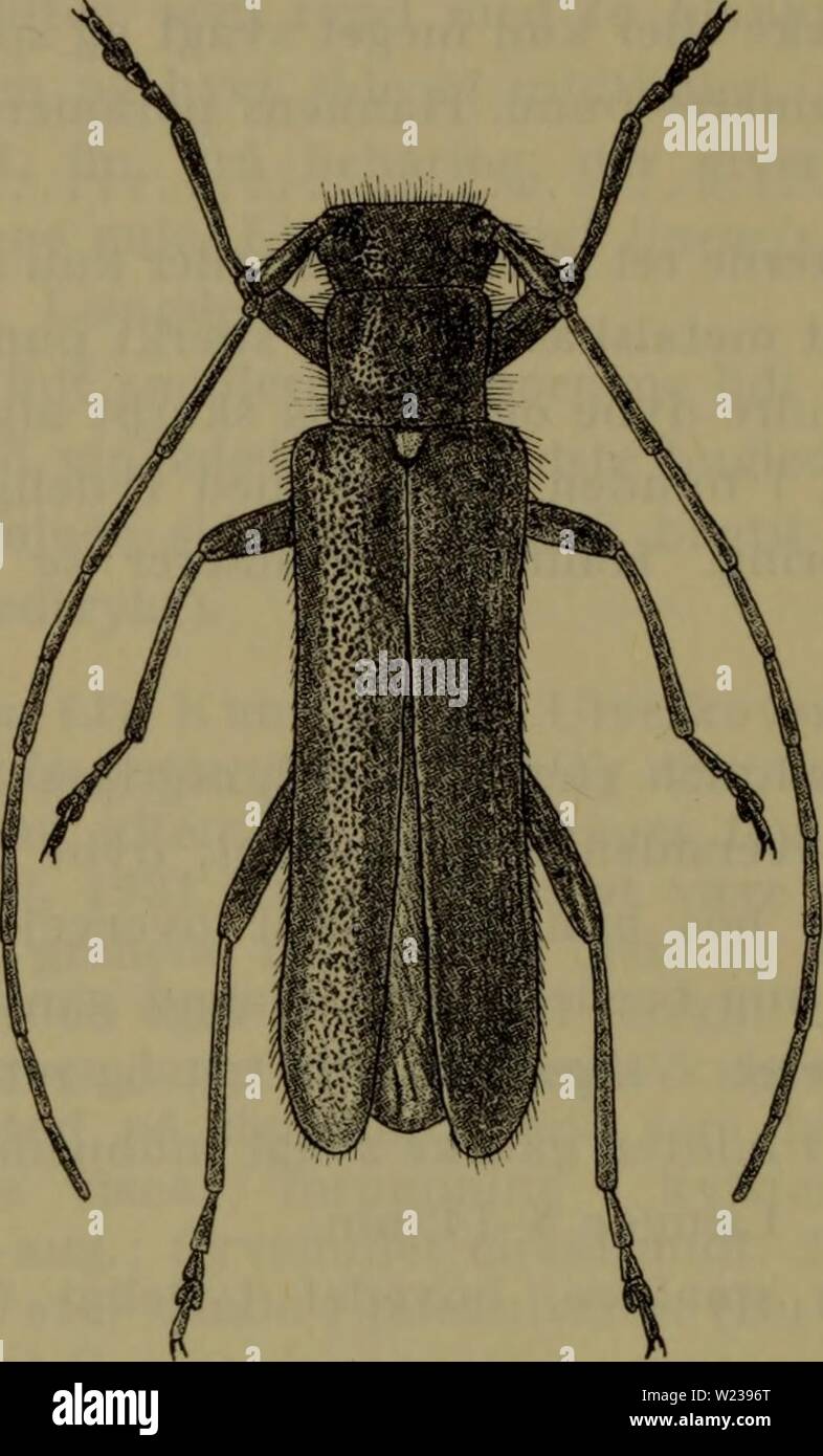 Archive image from page 145 of Danmarks fauna; illustrerede haandbøger over. Danmarks fauna; illustrerede haandbøger over den danske dyreverden..  danmarksfaunaill73dans Year: 1907  142 men også f. eks. hassel og eg, hyppigst i ca. 2-5 cm tykke, på fugtig bund liggende grene, sjældnere i stammer og tykkere grene. Udviklingen antagelig som regel etårig. Larvegangene forløber først i de ydre barklag, senere dybere i barken og i    Fig. 72. Stenostola dubia c?, x 4. basten, forpupning i veddet i maj, klækning i maj-juni. Fly- vehullet ovalt. (Du: 291, (»ferrea«), Ke: 129 (»ferrea«), Kr. II: 221, Stock Photo