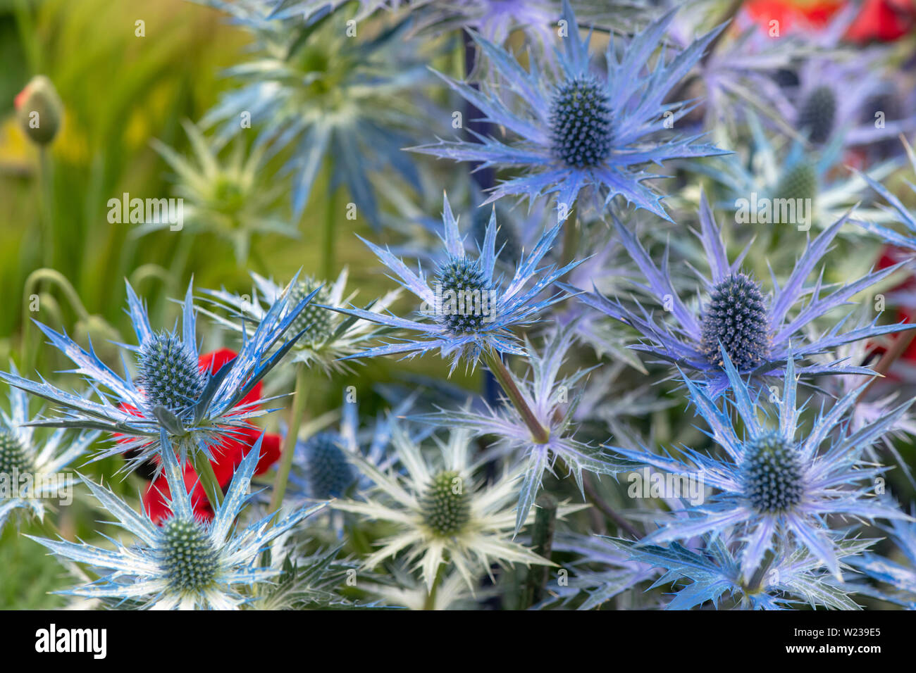 Eryngium x zabelii ‘Big blue’. Sea holly ‘Big blue’ flowers Stock Photo