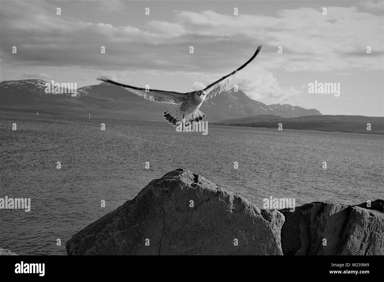 seagull on sea and sky background Stock Photo