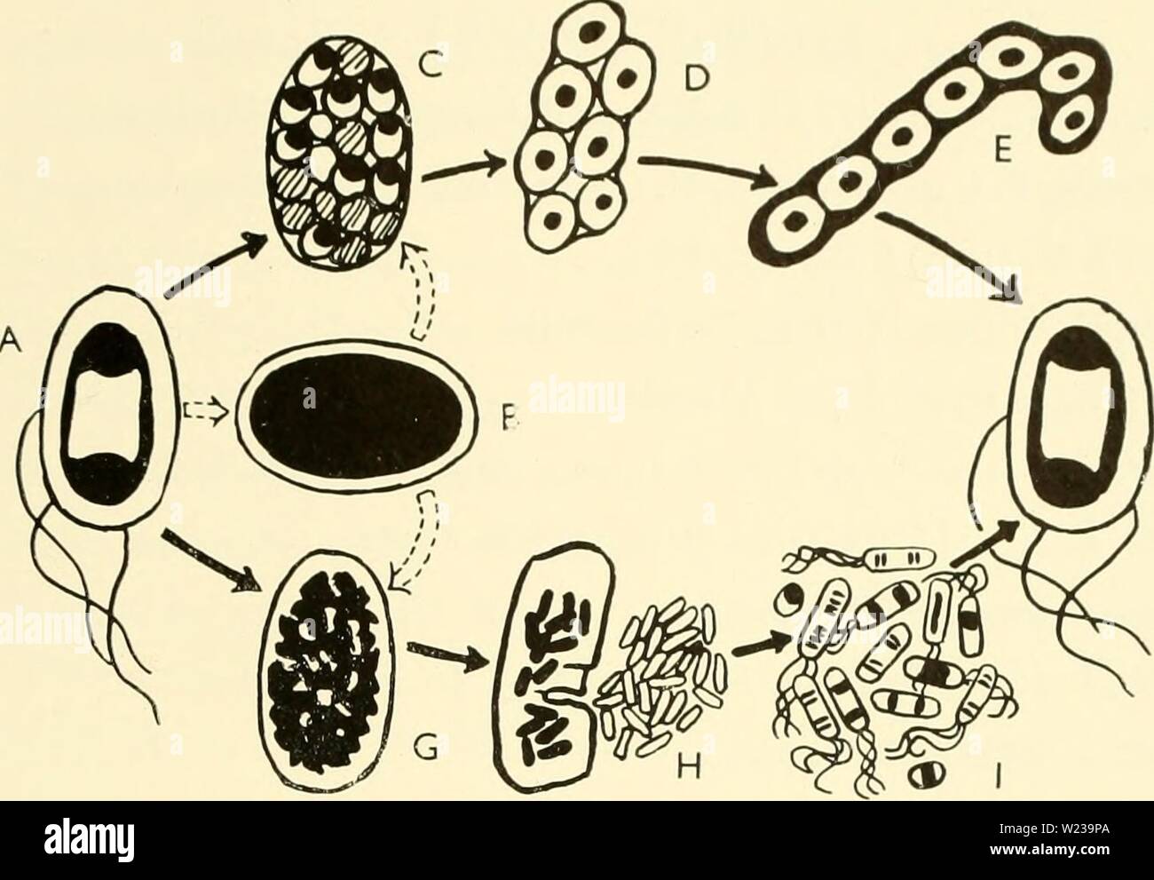 Archive image from page 146 of The cytology and life-history of. The cytology and life-history of bacteria  cytologylifehist00biss Year: 1955  LIFE-CYCLES IN BACTERIA 131    Fig. 58 LIFE-CYCLE OF AZOTOBACTER An extraordinary degree of complexity is found in the life-cycle of the nitrogen-fixing bacterium Azotobacter. Not only does this organism produce spore-like cysts (not illustrated here), but two distinctly different types of gonidia. The vegetativ'e cell [A] becomes packed with tiny replicas of itself (C), or with motile gonidia (G, H). In both cases, the cycle is initiated by the product Stock Photo