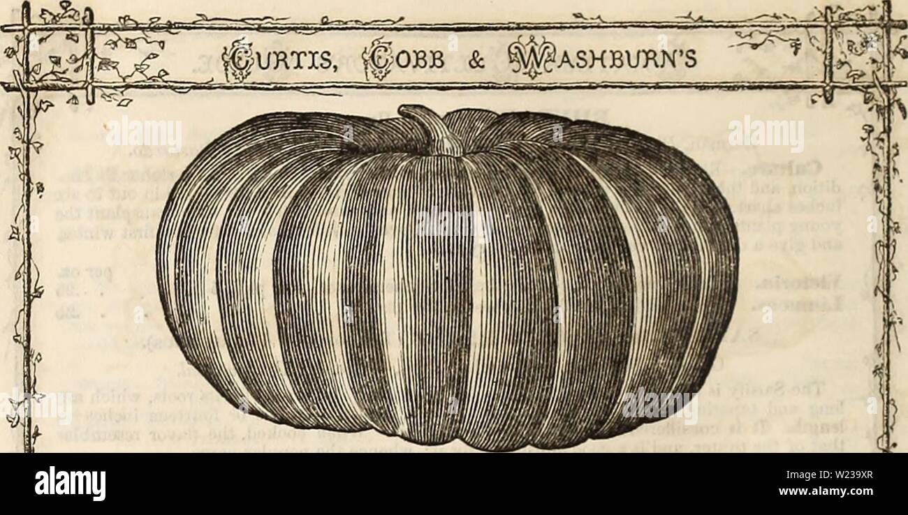 Archive image from page 147 of Curtis, Cobb & Washburn's amateur. Curtis, Cobb & Washburn's amateur cultivator's guide to the flower and kitchen garden for 1878  curtiscobbwashbu1878curt Year: 1878  i MAMMOTH PRIZE SQUASH.—Weight 180. SQUASH (CccuKBiTA JIelo Pepo). German, Kurhiss. — French, Courge. — Spanish, Calabasa Umtanera. The several varieties of the Squash are verj' useful in this and other warm climates, as they can be grown to perfection in tlie summer. It is in general use from June to August, and the late varieties the whole winter until Hay. It is extensively cultivated iu this vi Stock Photo