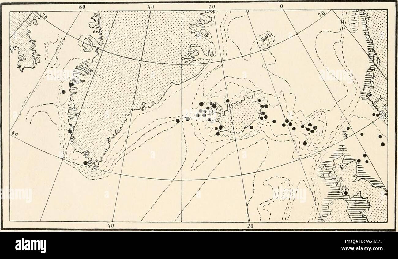 Archive image from page 147 of The Danish Ingolf-Expedition (1918). The Danish Ingolf-Expedition  danishingolfexpe0507ingo Year: 1918  Fig. LXXV. The distribution of Thujaria thuja in the Northern Atlantic. In the hatched regions a common occurrence is recorded. of centimetres high, is vertical, and the branches are single. Here, however, the hydrotheca at the tip of the branch, which is of the Sertularia type, will as a rule reveal the identity of the species. The occurrence of this type of hydrotheca in Thujaria thuja is, as I have previously pointed out (1905) of considerable interest, as g Stock Photo