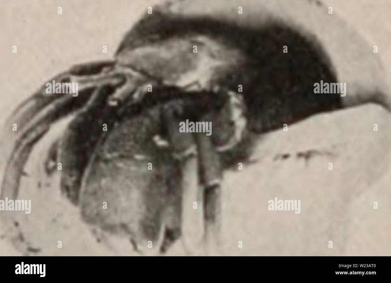 Archive image from page 149 of Decapod crustacea of Bermuda (1908-1922). Decapod crustacea of Bermuda  decapodcrustacea00verr Year: 1908-1922  440 A. E. Verrill—Decapod Crustacea of Bermuda. one of the fresher specimens arc mostly dark red, becoming brighter red on the margins and at the joints ; tlie cliche have a patch of dark olive brown on the middle of both &gt;ide&gt; of the palm; the tip&gt; of the dactylus and thumb arc white or pah- yellow; the whole surface of the chelipeds and ambulatory legs, except on the white 56    Figure 56. — ;iln&gt;ut ii.-itunil size. Phot. A. H. V. tips, is Stock Photo
