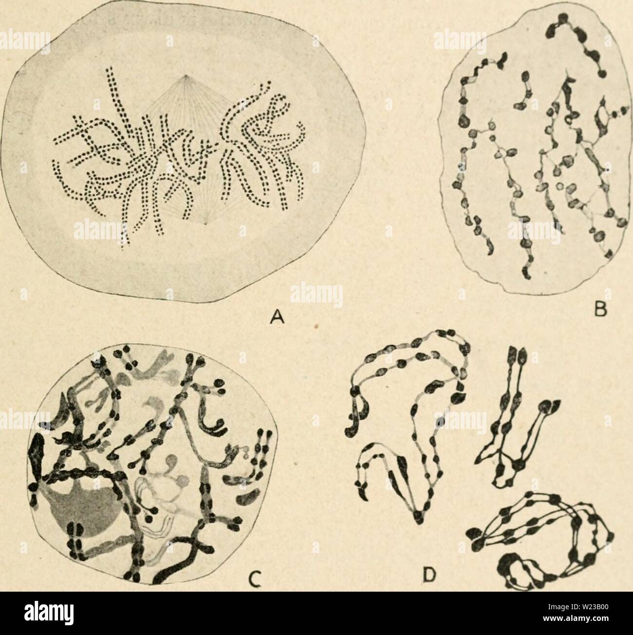 Archive image from page 150 of Cytology, with special reference to. Cytology, with special reference to the metazoan nucleus  cytologywithspec00agar Year: 1920  V CHROMOMERES 135 64, A, D) and between the conjugating chromosomes in the meiotic prophase (Figs. 64, C, and 66) is very striking. The latter phenomenon is specially significant, suggesting that syndesis does not concern the chromosomes as wholes, but that it takes place between the separate elements of which they are composed. The thesis formulated at the beginning of this chapter requires that the chromosomes should not merely be co Stock Photo