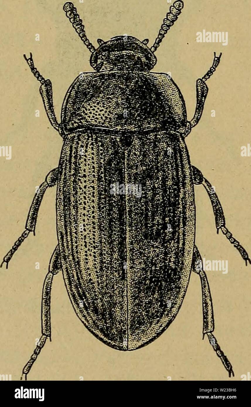 Archive image from page 151 of Danmarks fauna; illustrerede haandbøger over. Danmarks fauna; illustrerede haandbøger over den danske dyreverden..  danmarksfaunaill50dans Year: 1907  148 22. Alphitobius Steph. Kroppen aflangt oval. Følehornene korte, mod Spidsen noget fortykkede. Pronotum omtrent dobbelt saa bredt som langt. Bagranden stærkt tvebugtet. Vingedækkerne med tydelige Punkt- striber. Oversigt over Arterne. 1. Pronotum bagtil tydeligt tilsmalnet, Punkturen ensartet, tæt og ret kraftig. Forskinnebenene mod Spidsen noget udvidede, deres Yderside næppe synligt tornet 1. laevigåtus. .Pron Stock Photo