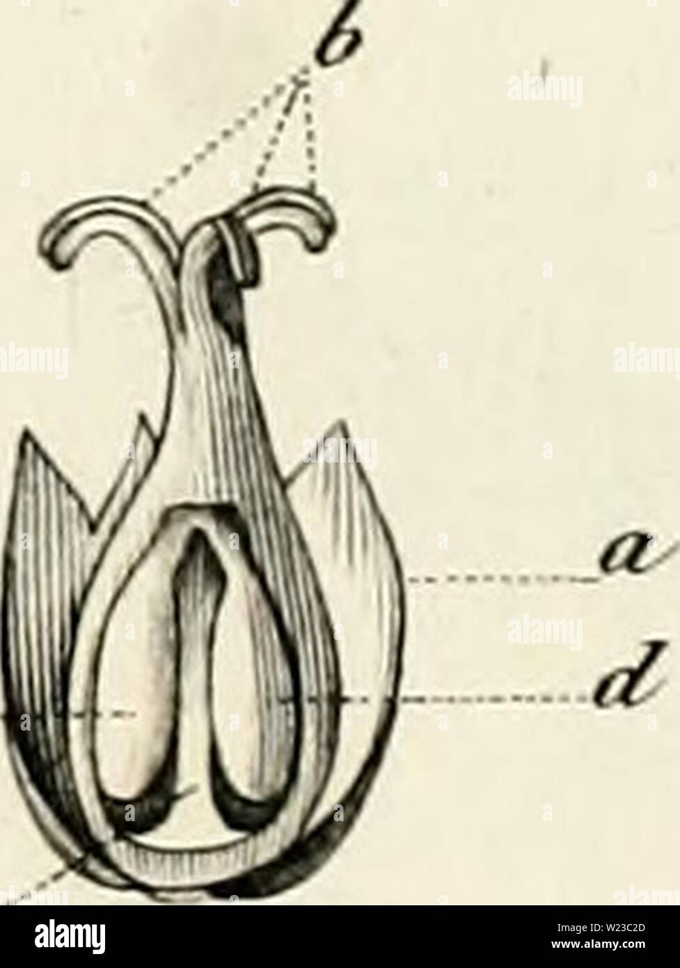 Archive image from page 152 of De Euphorbiacearum generibus medisque earumdem. De Euphorbiacearum generibus medisque earumdem viribus tentamen ..  deeuphorbiacearu00juss Year: 1824  9    5 AD.J.JJ? i8 . ANABJCMA /a/ruwit/ej. 4q. K.TRAGIA vo/ubi/i.r. B . 7'. ca/mu6i/ta â 5o. MICROSTACIfYS bicornw. Si. 8APIUM aucaparium . Pie&M&re jm&. Stock Photo