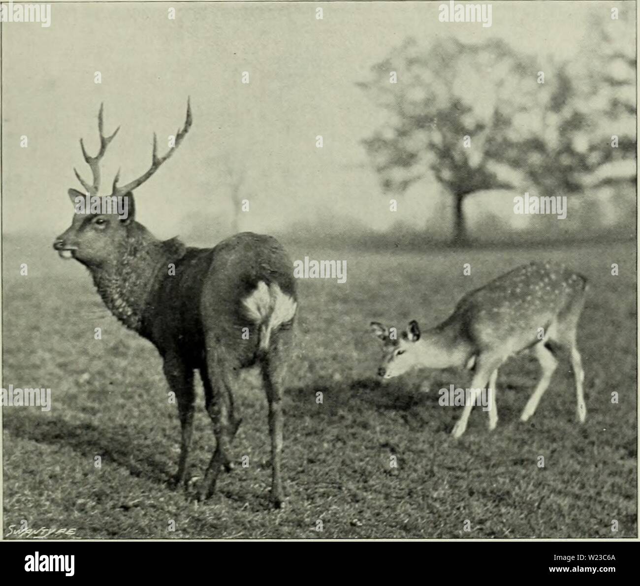 Archive image from page 152 of The deer of all lands;. The deer of all lands; a history of the family Cervidæ living and extinct  deerofalllandshi00lyde Year: 1898  Manchurian Sika 115 with black. Spots and a tinge of red frequently retained on the hind-quarters of does in winter pelage. The type specimen of this form was a living buck procured by Mr. Swinhoe at Ying-tzu-kou (Nuchwang), the treaty port of Manchuria, and forwarded to the London Zoological Gardens, where it arrived in July 1864. It is figured by Mr. Sclater, in plate xxxi of vol. vii. of the Society's Transactions, in summer pel Stock Photo