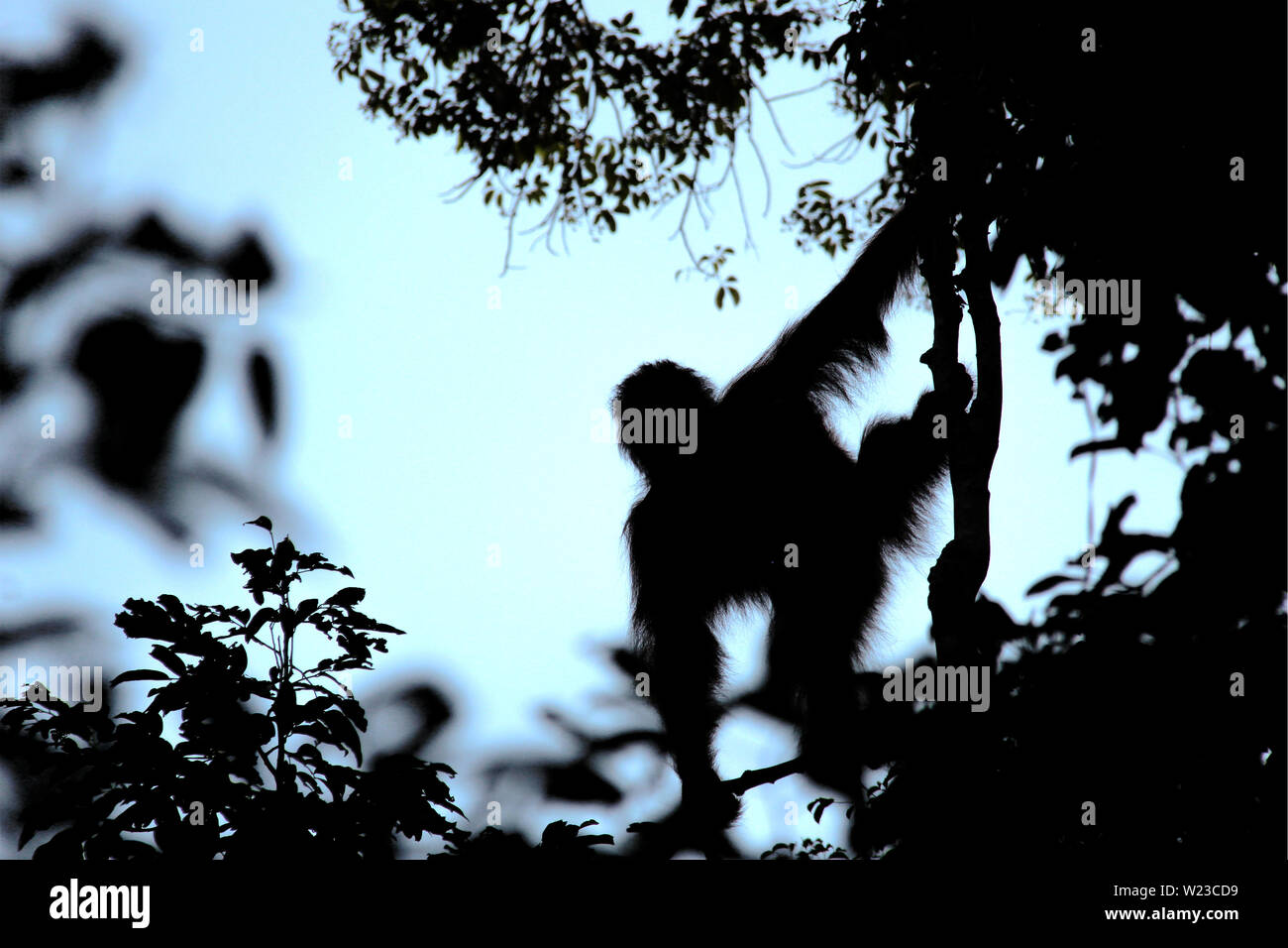 Silhouette of an Orang-Utan between trees and plants in front of the sky in the evening in Borneo, Indonesia, south-east Asia. Stock Photo