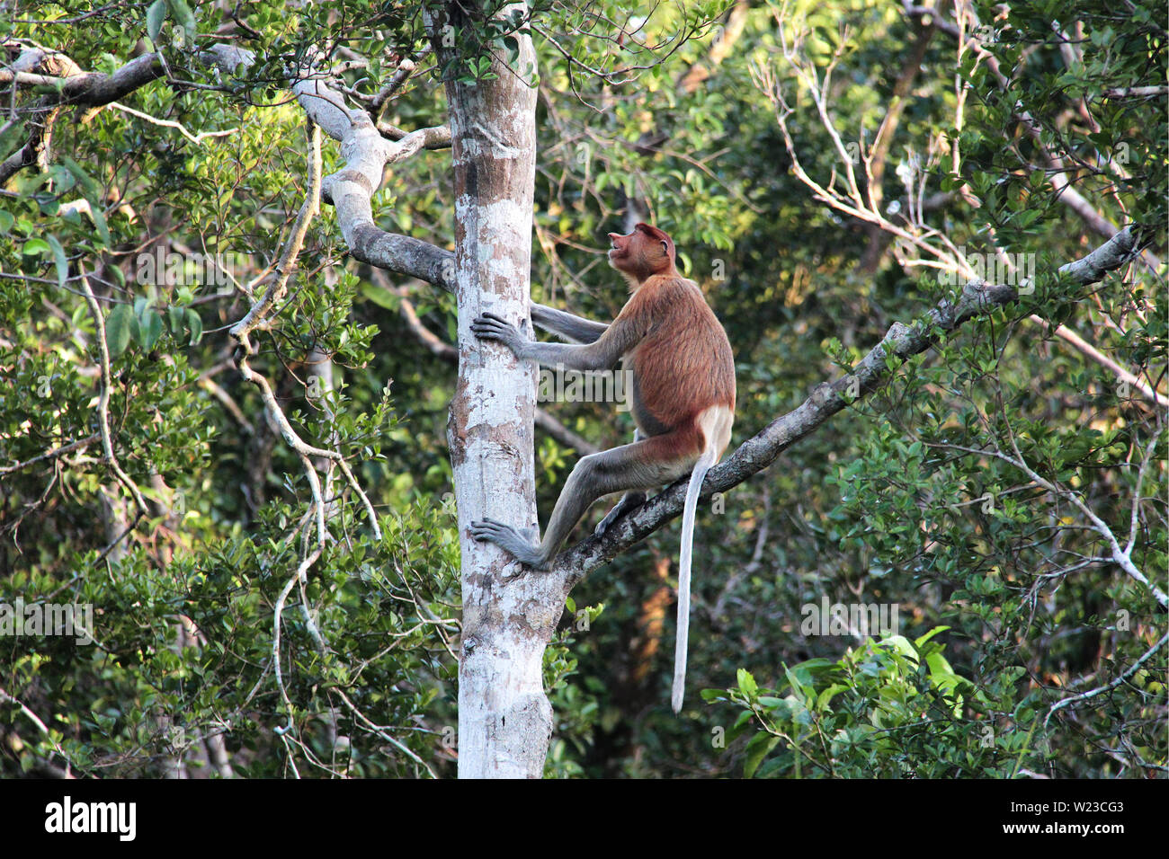 Proboscis monkey sitting on a branch and looking upon the tree in the jungle of Borneo, Indonesia, south-east Asia. Stock Photo