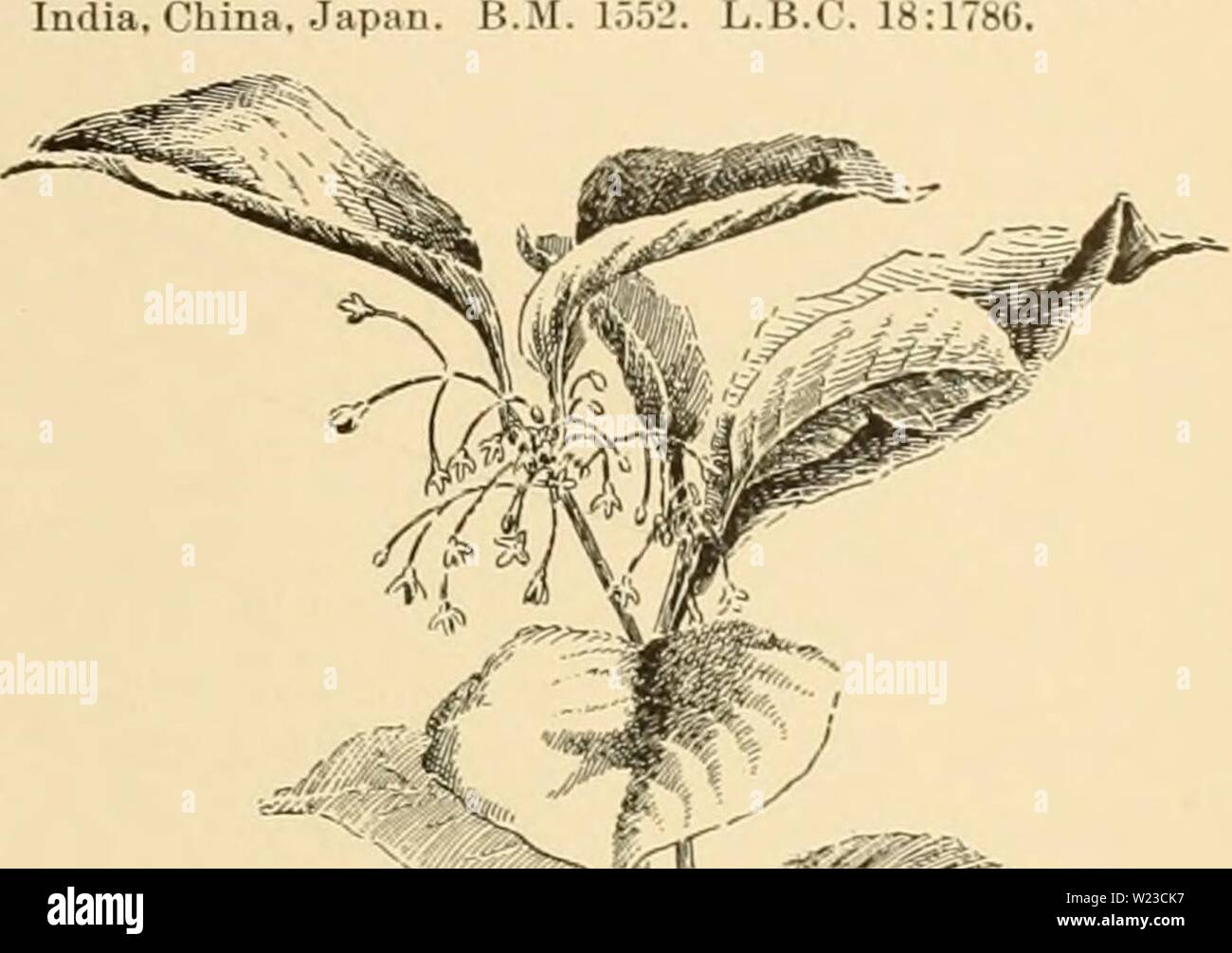 Archive image from page 154 of Cyclopedia of American horticulture . Cyclopedia of American horticulture : comprising suggestions for cultivation of horticultural plants, descriptions of the species of fruits, vegetables, flowers, and ornamental plants sold in the United States and Canada, together with geographical and biographical sketches  cyclopediaofame03bail Year: 1906  ORTHROSANTHUS superposed; style-branches alternating with the an- thers: seeds minute, very near Sisyrinchium. which is a more variable genus, and has longer pedicels. See Bakers Handbook of the Iridete (1892). There seem Stock Photo