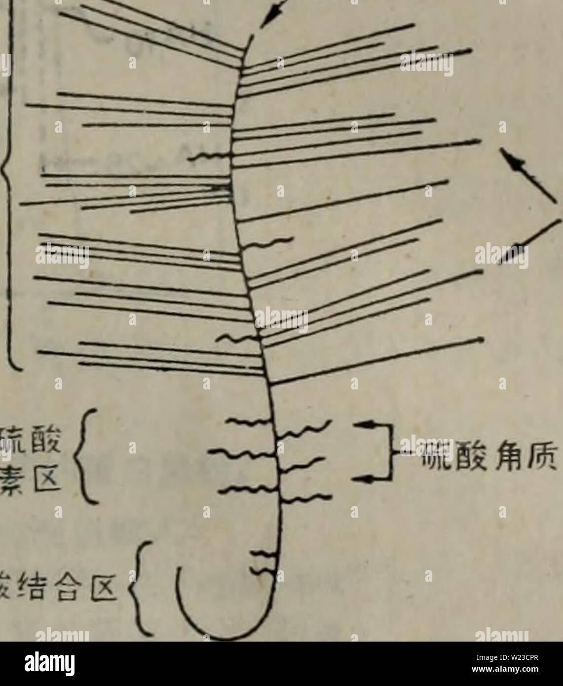 Archive image from page 154 of dai xie tang dan bai. dai xie tang dan bai yu dan bai ju tang jie gou gong neng he dai xie  d Stock Photo