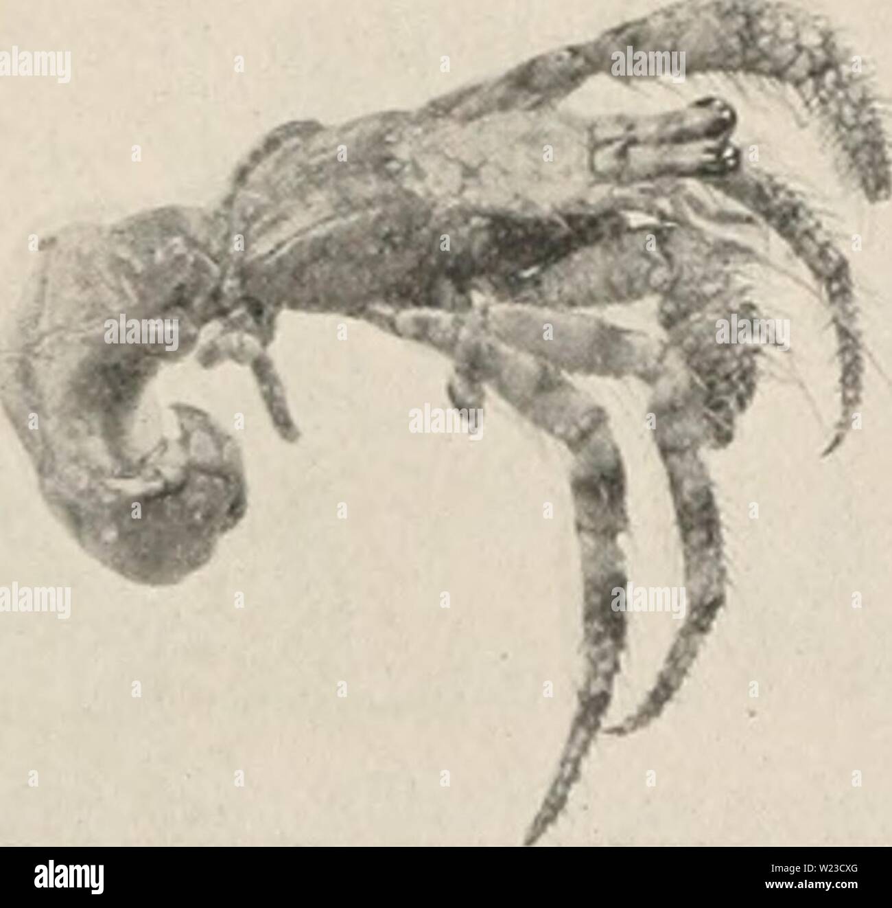 Archive image from page 154 of Decapod crustacea of Bermuda (1908-1922). Decapod crustacea of Bermuda  decapodcrustacea00verr Year: 1908-1922  A. E. V err ill—Decapod Crustacea of Bermuda. 1 i:, of the chelipeds and leg's are seen to l&gt;e covered with a reticulation of narrow, bright red lines, which generally, also, surround and mark out the paler colored tubercles and s|&gt;inules, hut they may also form a network of small polygons on the smooth surfaces. When the chehe and tubercles are red, as in some of the larger specimens, these lines become dark n-d, but are less conspicuous, especia Stock Photo