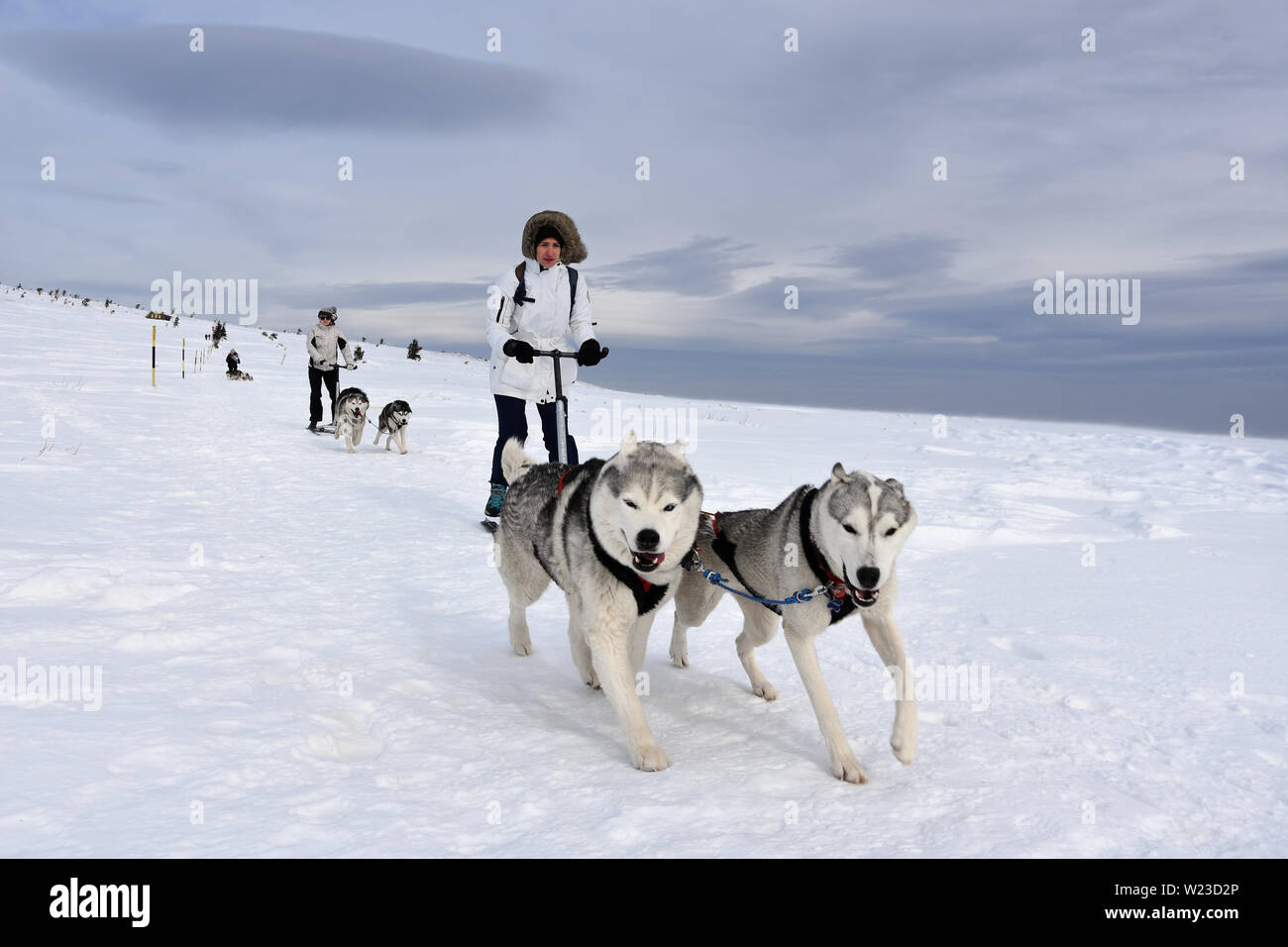 Vitosha, Bulgaria - February 03, 2019: Young woman with two Husky sled dogs during mushing race.  Cold windy winter day high in the mountain Stock Photo