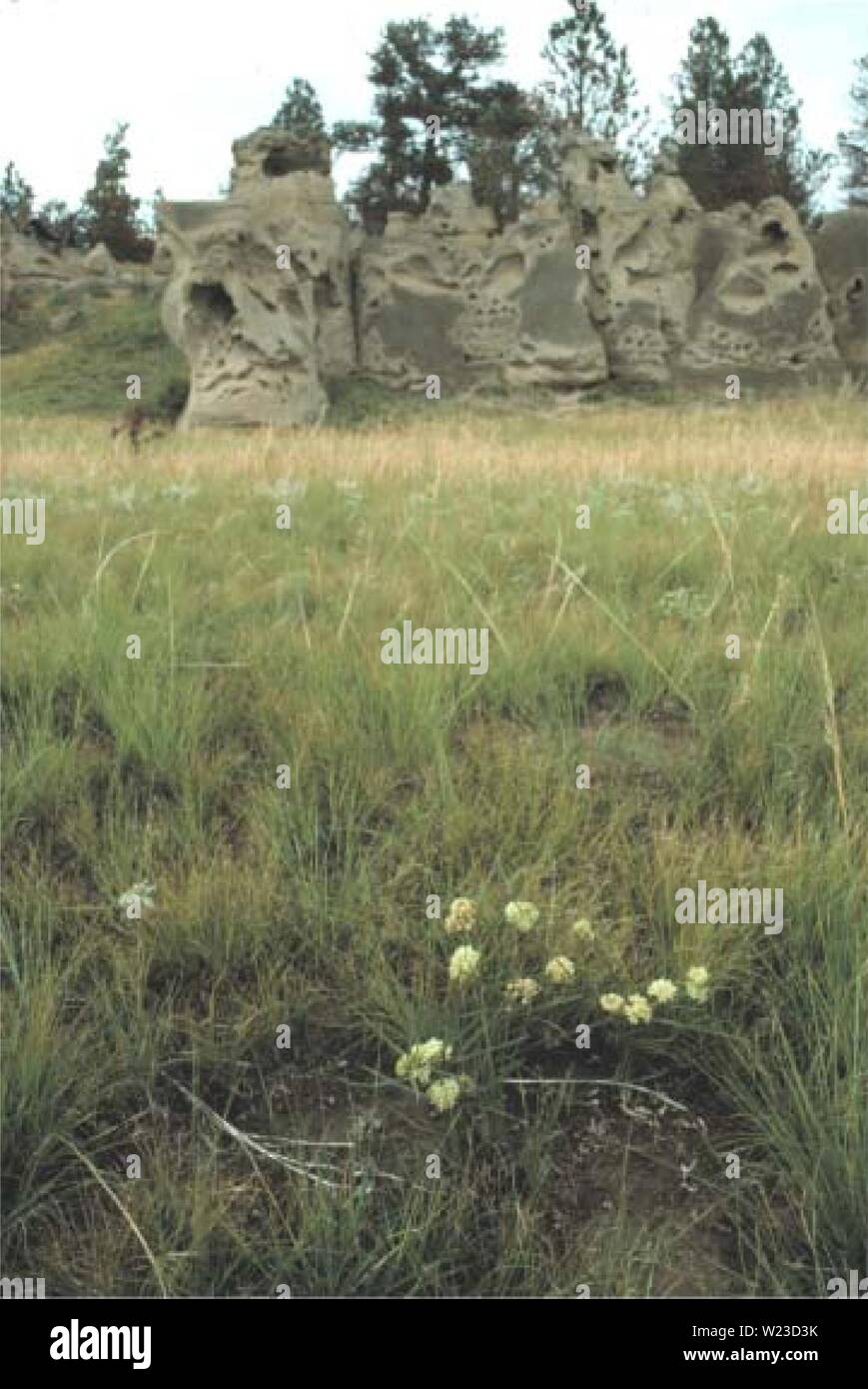 Archive image from page 155 of Botanical and vegetation survey of Stock Photo