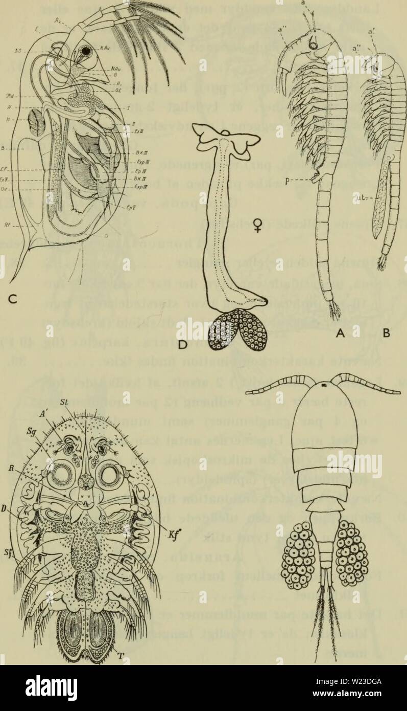 Archive image from page 156 of Danmarks fauna; illustrerede haandbøger over. Danmarks fauna; illustrerede haandbøger over den danske dyreverden..  danmarksfaunaill71dans Year: 1907  i5;5    Fig. 49. A og B Euphyllopoda (Branchinecta paludosa) c? og $; G Gladocera (Daphnia pulex); D Gopepoda (Lernaea esocina ?), E Gopepoda (Gyclops crassicaudis ?); F Branchiura (Argulus folia- ceus). (A, B og G her fra Wesenberg-Lund; D og E her fra Pesta; F fra Glaus-Grobben). Stock Photo