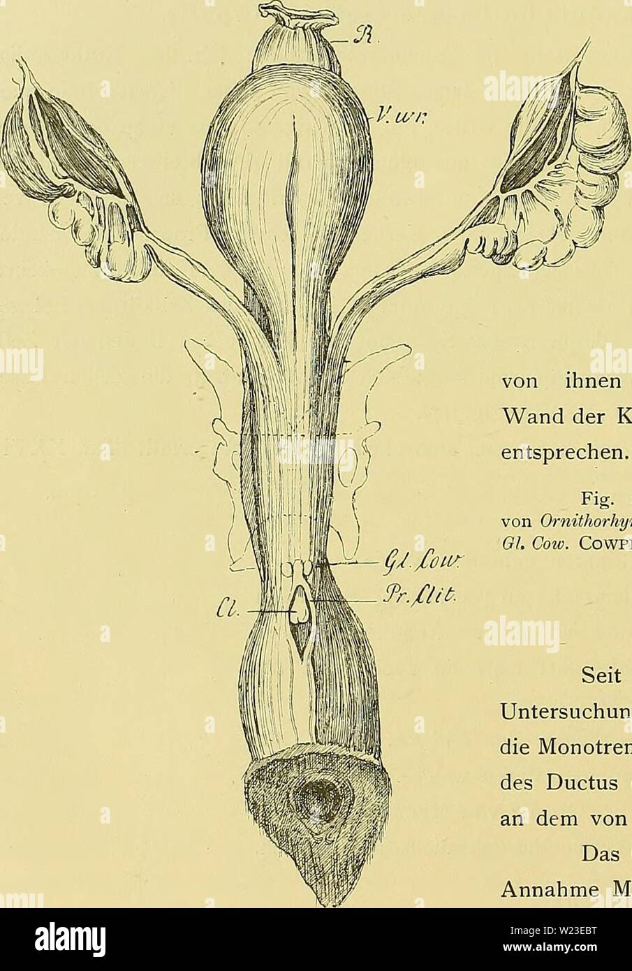 Weibliche geschlechtsorgane hi res stock photography and images Alamy