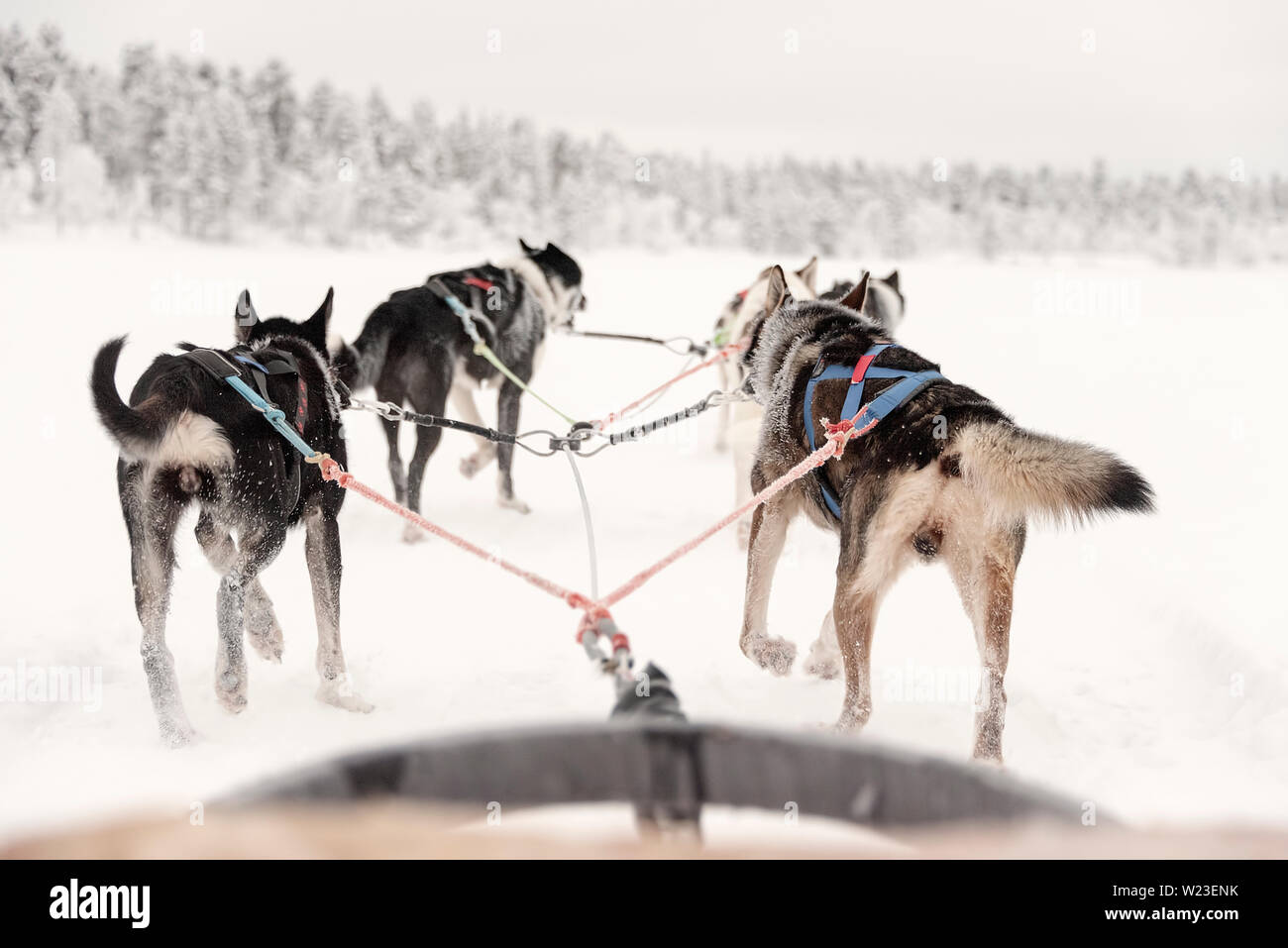 Finland, Inari - January 2019: lone team of huskies pulling ahead, view from sled Stock Photo