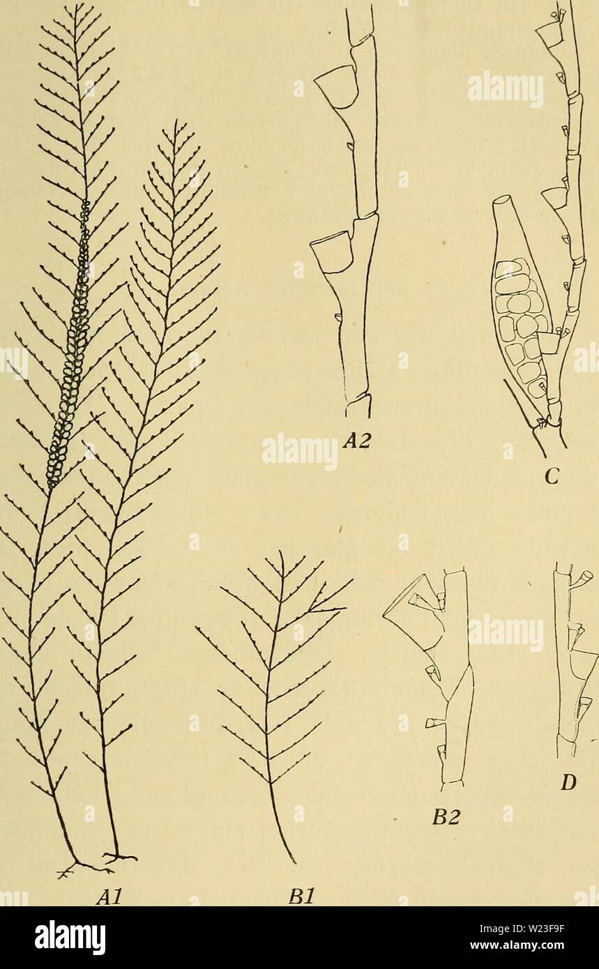 Archive image from page 160 of Danmarks fauna; illustrerede haandbøger over. Danmarks fauna; illustrerede haandbøger over den danske dyreverden..  danmarksfaunaill41dans Year: 1907  157    Fig. 64. A Kirchenpaueria pinnata : Al Koloni i naturlig Stør- relse, A2 to Internodier med Hydrotheker og Nematotheker; B Schizotricha Catharina: Bl Koloni i naturlig Størrelse, B2 to Internodier, det ene med, det andet uden Hydrothek; C Plumu- laria setacea, Hydrocladium, ved dettes Udspring et Gonothek; D Polyplumaria gracillima, et Internodium. (&gt;liogBi efter Hincks, B2 og D efter Broch). Stock Photo