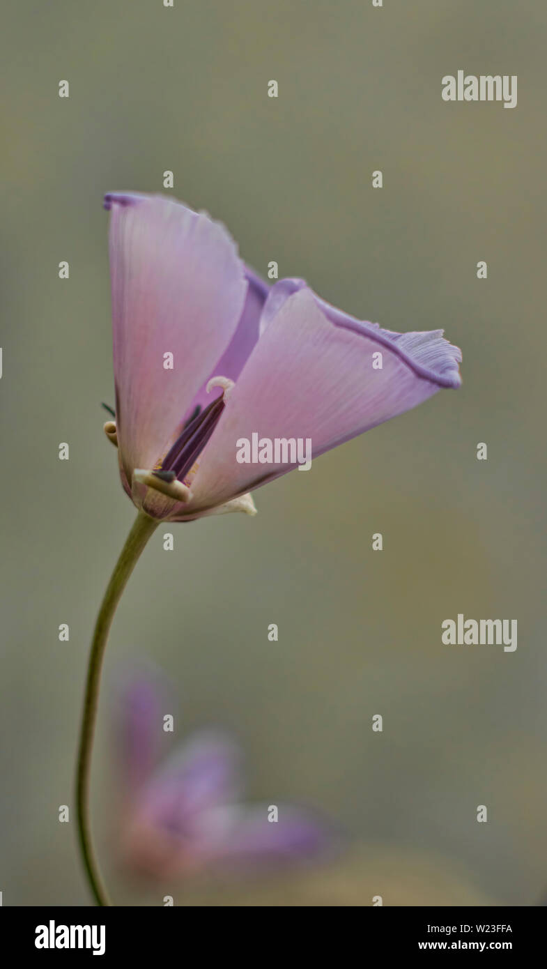macro / close up colour image showing a single pink alpine poppy Stock Photo
