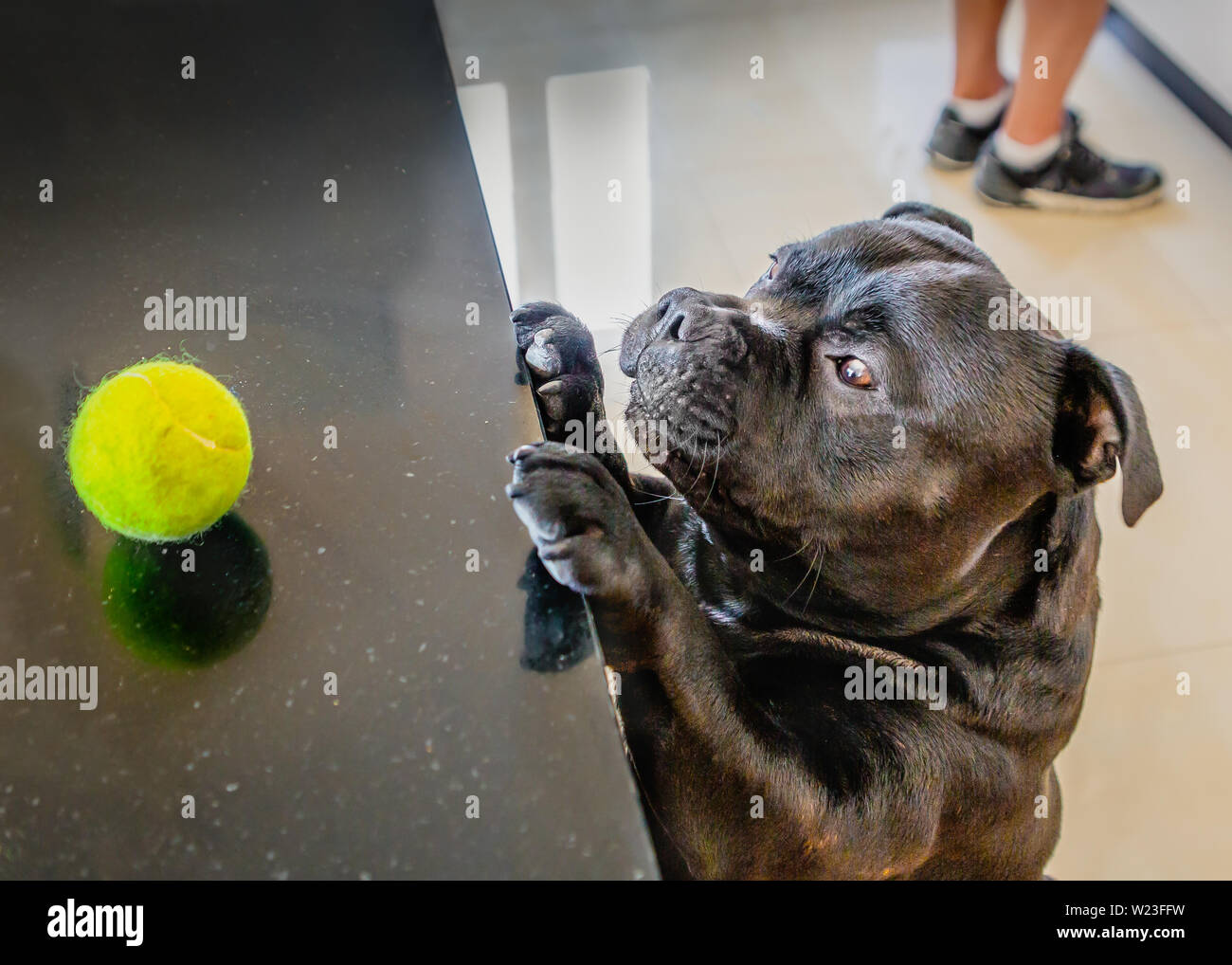 A cute Staffordshire Bull Terrier dog reaches up to a kitchen sideboard to try and reach his tennis ball whilst a man whose feet can be seen looks the Stock Photo