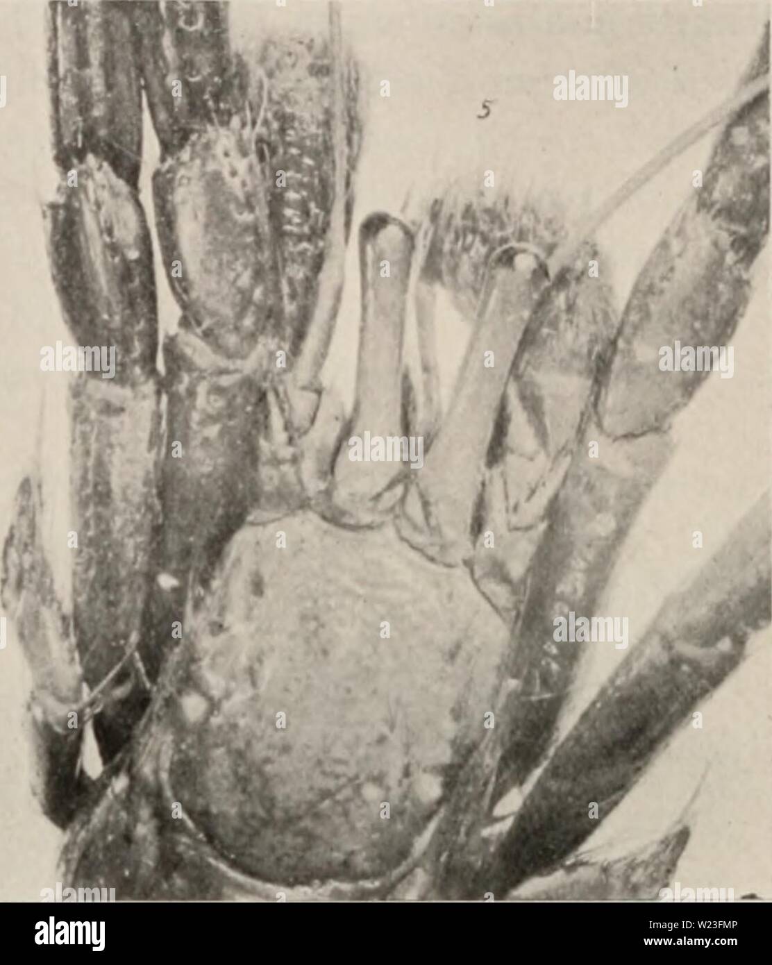 Archive image from page 161 of Decapod crustacea of Bermuda (1908-1922). Decapod crustacea of Bermuda  decapodcrustacea00verr Year: 1908-1922  452 .i. E. Verrill—Decapod Cnixlncea of Bermuda. Two small specimens were collected about l;y Dr. F. V. Ilaniliu (Vale- Ius., ML'.)); a much larger specimen, which is the one figured, was taken in the summer of l'.io:l, by the party of the  i •/ Bermuda Biological Station, at Coney Island.    Figure 66.—Clibnma-ins hebes, anterior parts, x about 4. Phot. A. H. V. (tr&gt;/i-f/j&gt;/i/&lt;'3 per cent., have been recorded also from the Florida Keys or th Stock Photo