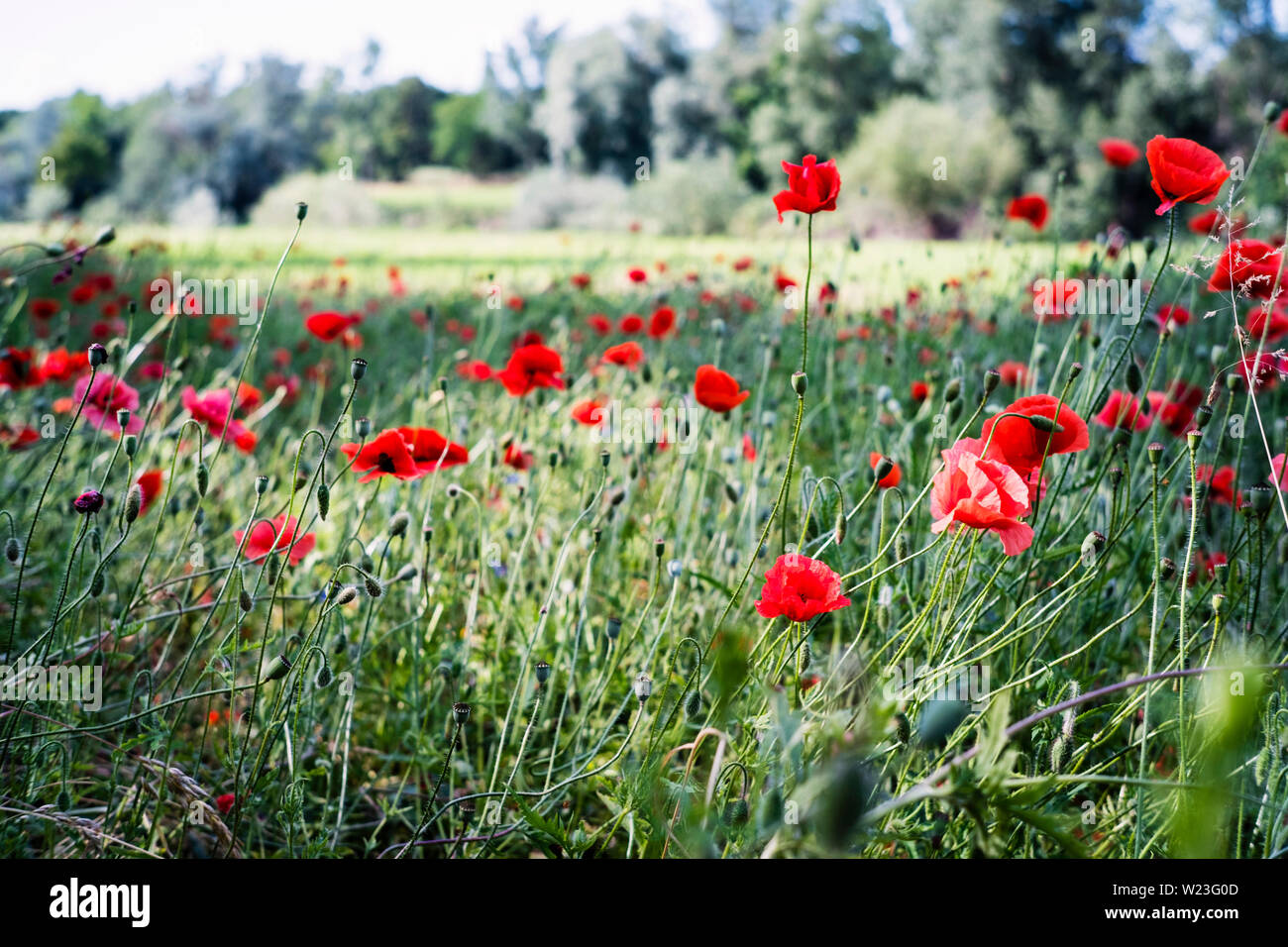 Green field blossoms poppy hi-res stock photography and images - Alamy