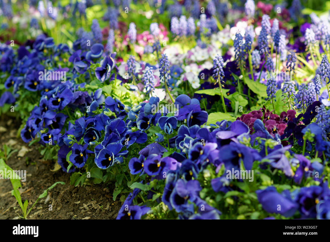 Blue viola flowers in the garden, outdoor shot Stock Photo