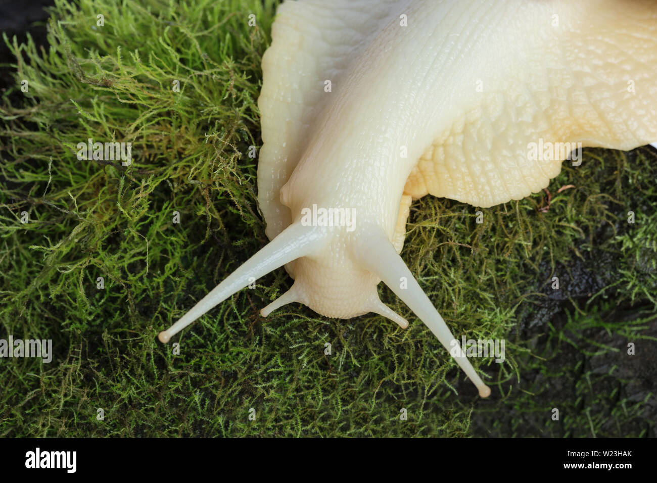 A large brown snail ahaatin ahatina giant African snail, Achatina fulica, Lissachatina