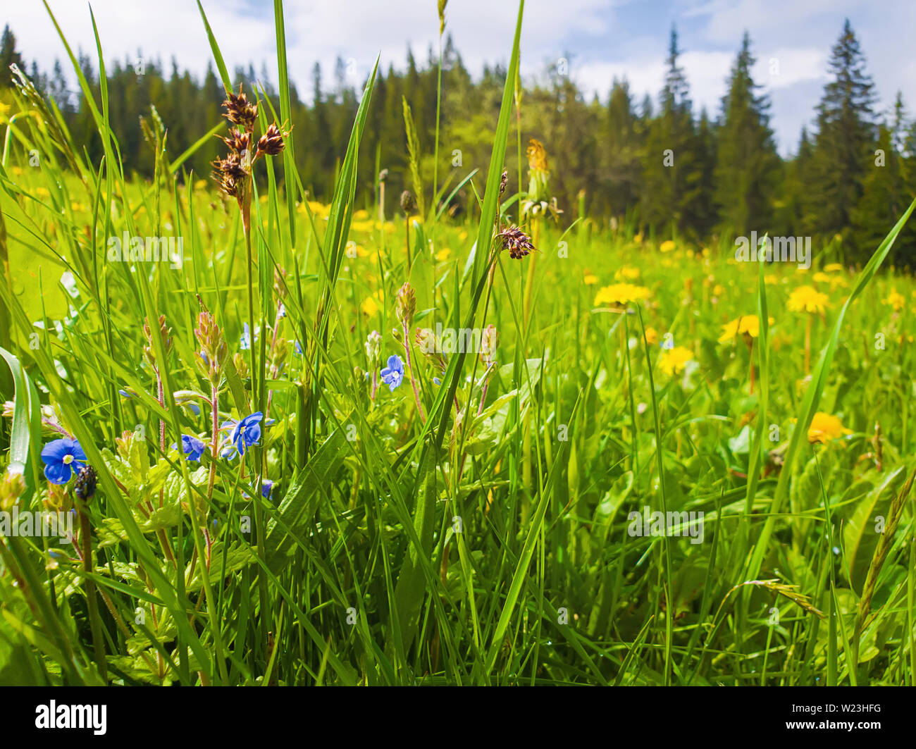 Close up beautiful view of nature green grass, carpathian mountains flora, meadow over fir tree background with sunlight. Ecology concept. Stock Photo