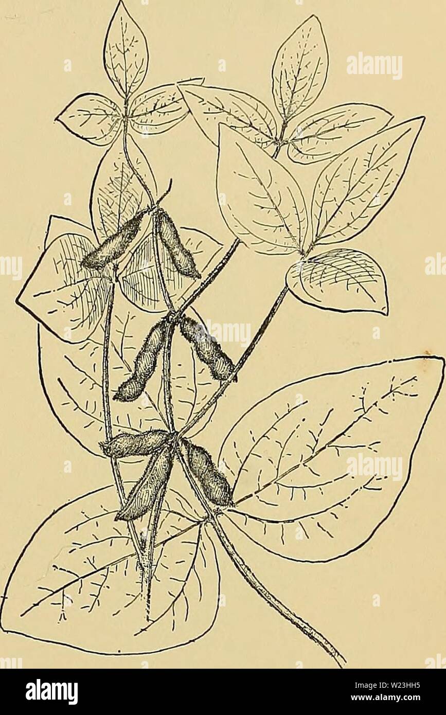 Archive image from page 166 of Cyclopedia of American horticulture, comprising. Cyclopedia of American horticulture, comprising suggestions for cultivation of horticultural plants, descriptions of the species of fruits, vegetables, flowers, and ornamental plants sold in the United States and Canada, together with geographical and biographical sketches  cyclopediaofamer01bail1 Year: 1900  BEAN BEAUMONTIA 137 Of all pole Beans, the Limas have undoubtedly the greatest economic value. They enjoy a deserved popu- larity, and are usually grown with profit by the market- gardener. The varieties might Stock Photo