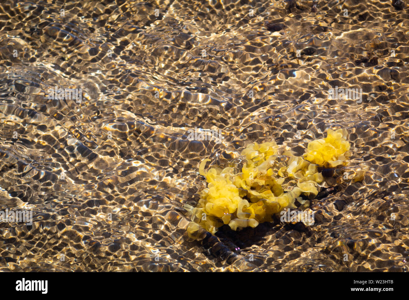 Underwater yellow algae Stock Photo Alamy