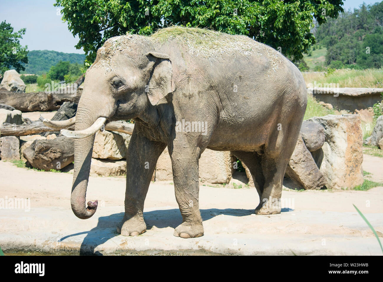 Elephants are large mammals of the family Elephantidae. Perfect good