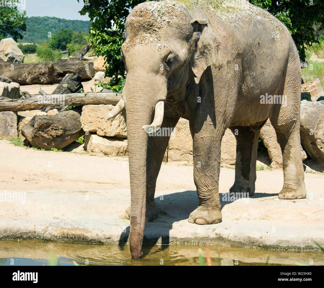 Elephants are large mammals of the family Elephantidae. Perfect good luck pictures, images and