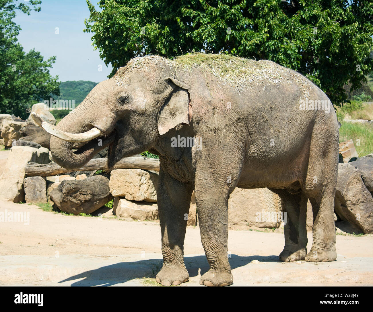 Elephants are large mammals of the family Elephantidae. Perfect good luck pictures, images and