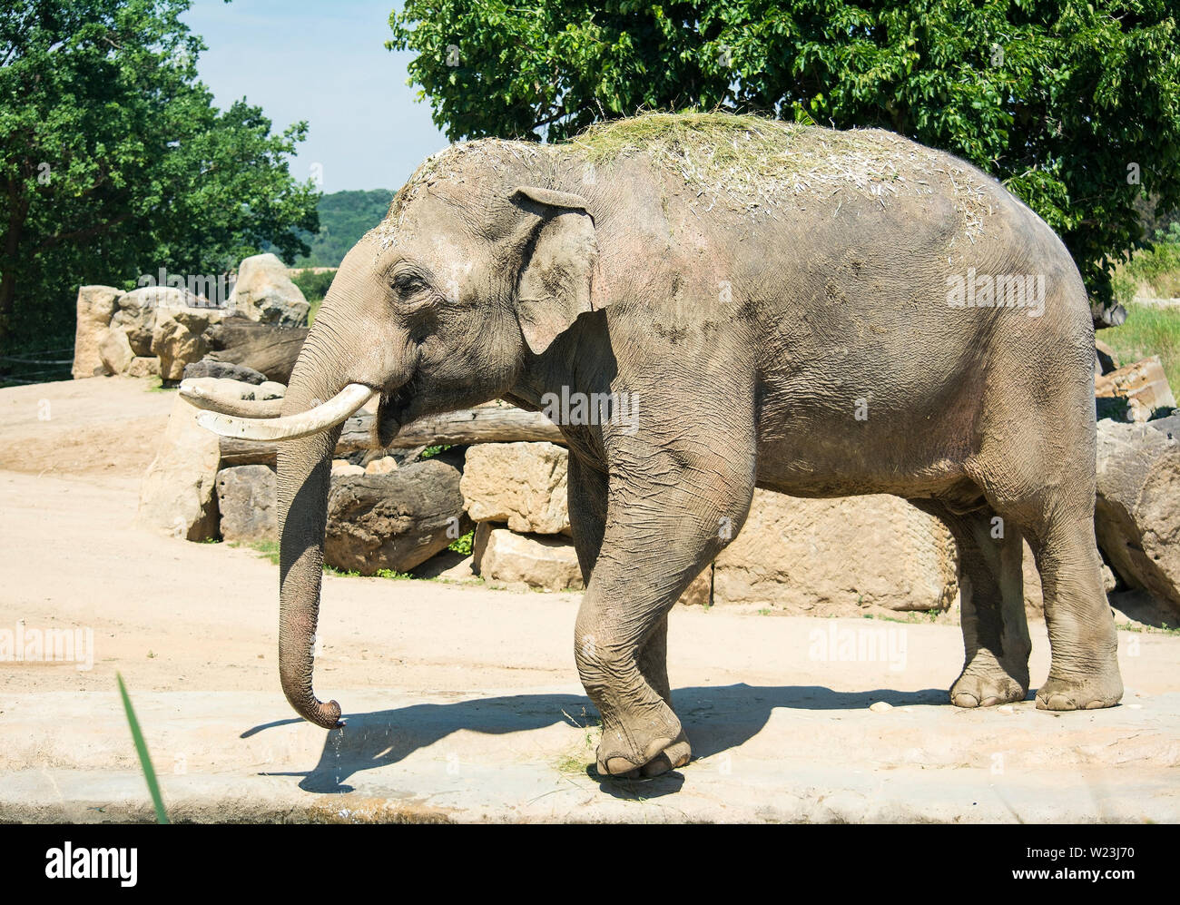 Elephants are large mammals of the family Elephantidae. Perfect good
