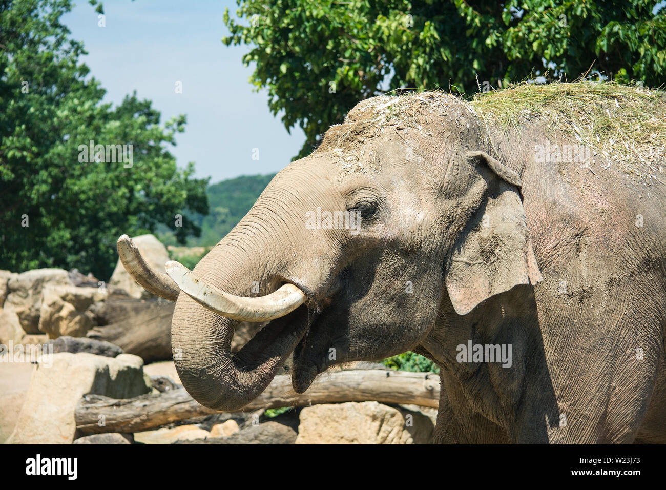 Elephants are large mammals of the family Elephantidae. Perfect good
