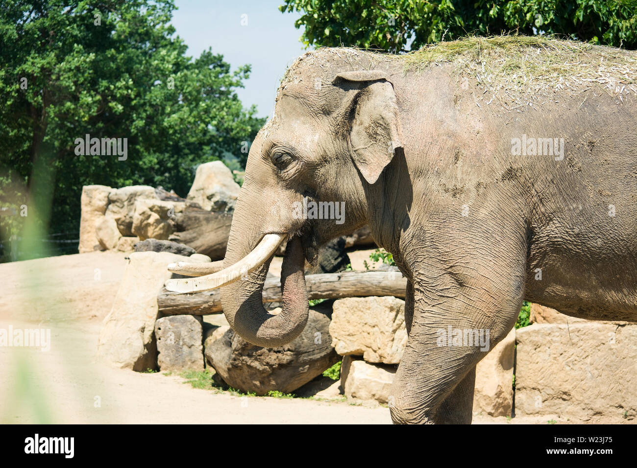 Elephants are large mammals of the family Elephantidae. Perfect good